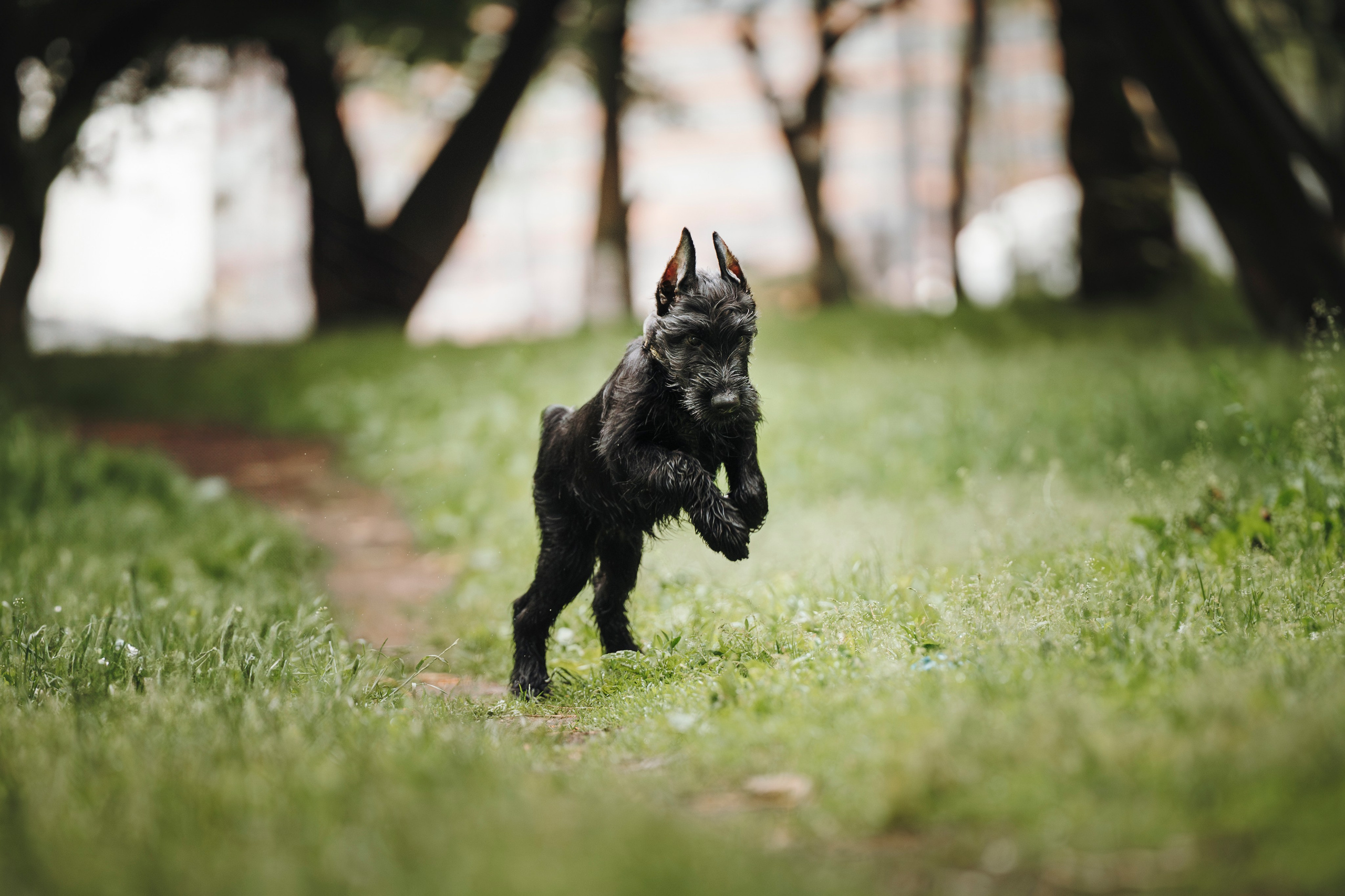 Даша и Умбра. Семейный фотограф анималист Ананьева Мария — Москва