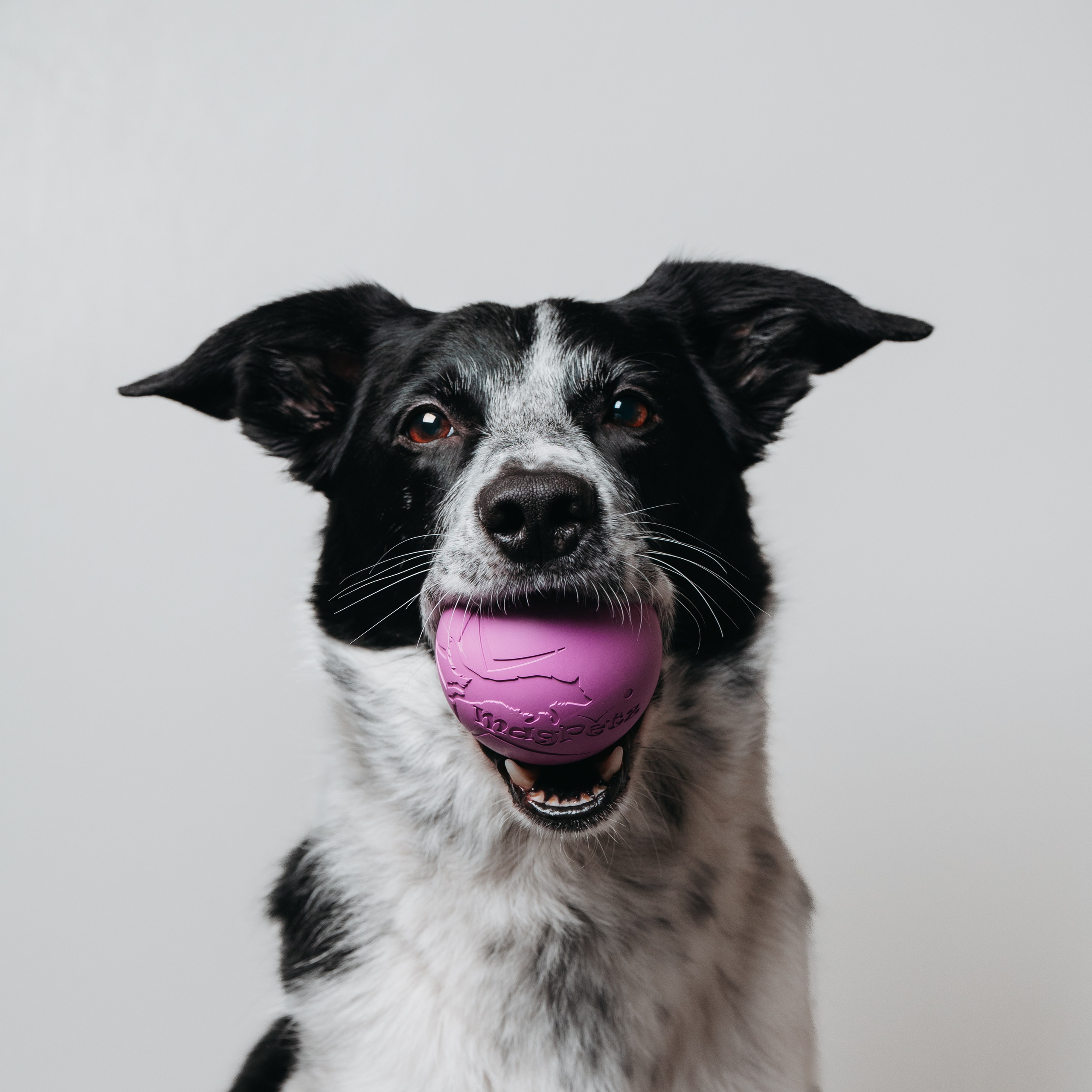 Magpetz. Семейный фотограф анималист Ананьева Мария — Москва