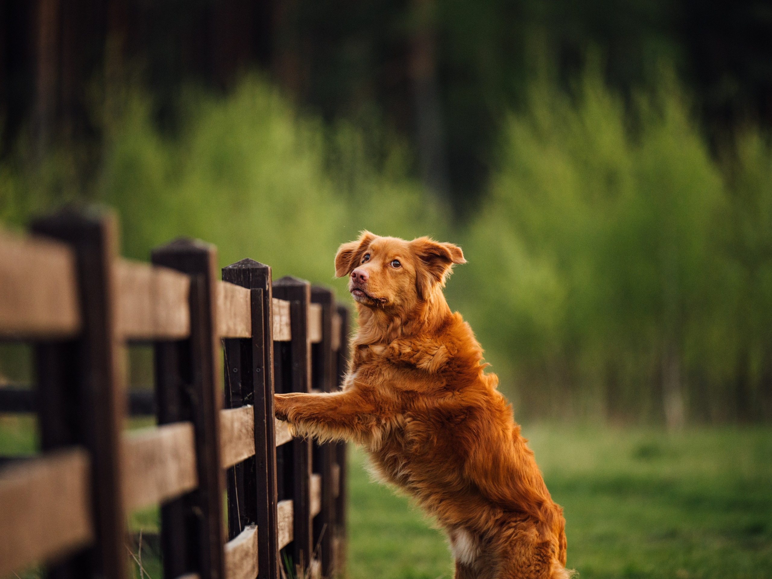 Алия, Ирвин и Грут. Семейный фотограф анималист Ананьева Мария — Москва