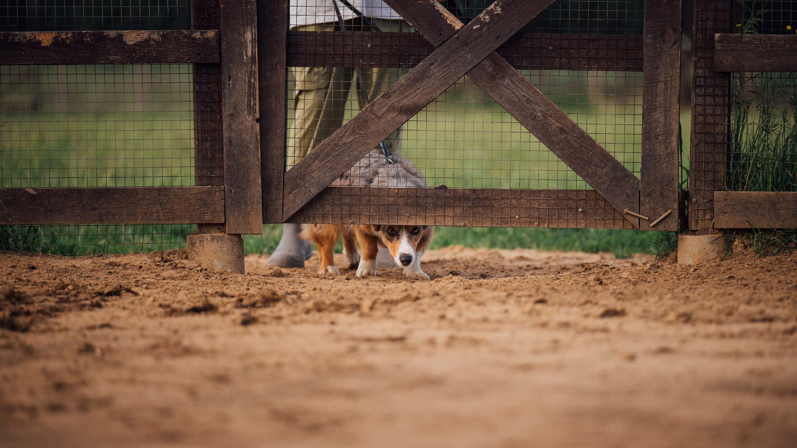 Пастьба. Семейный фотограф анималист Ананьева Мария — Москва