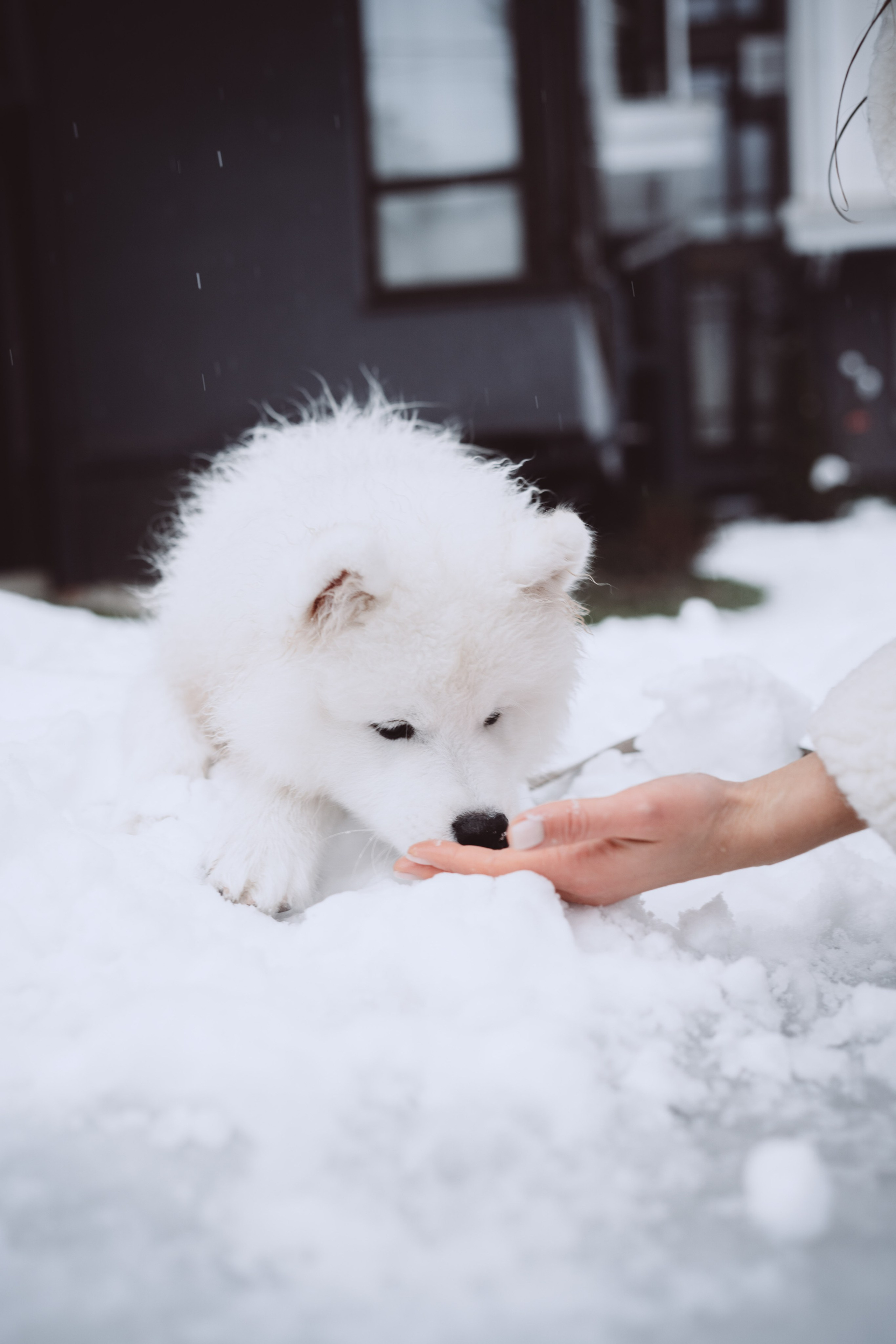 Антон, Дарья и Шани. Фотограф в Сочи Щетинина Анастасия