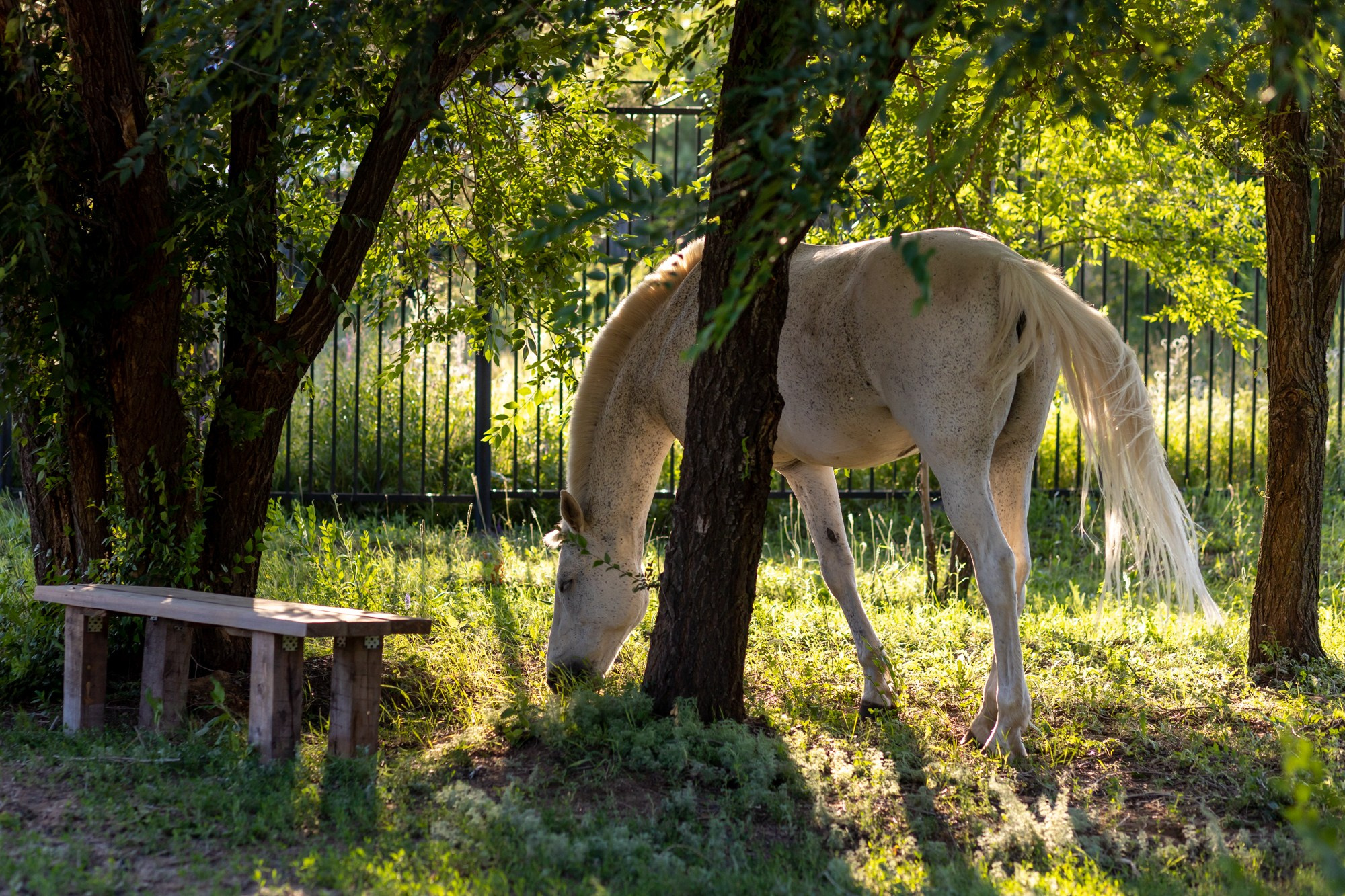 Семейная фотосессия в конном клубе. Фотограф в Оренбурге. Профессиональный фотограф