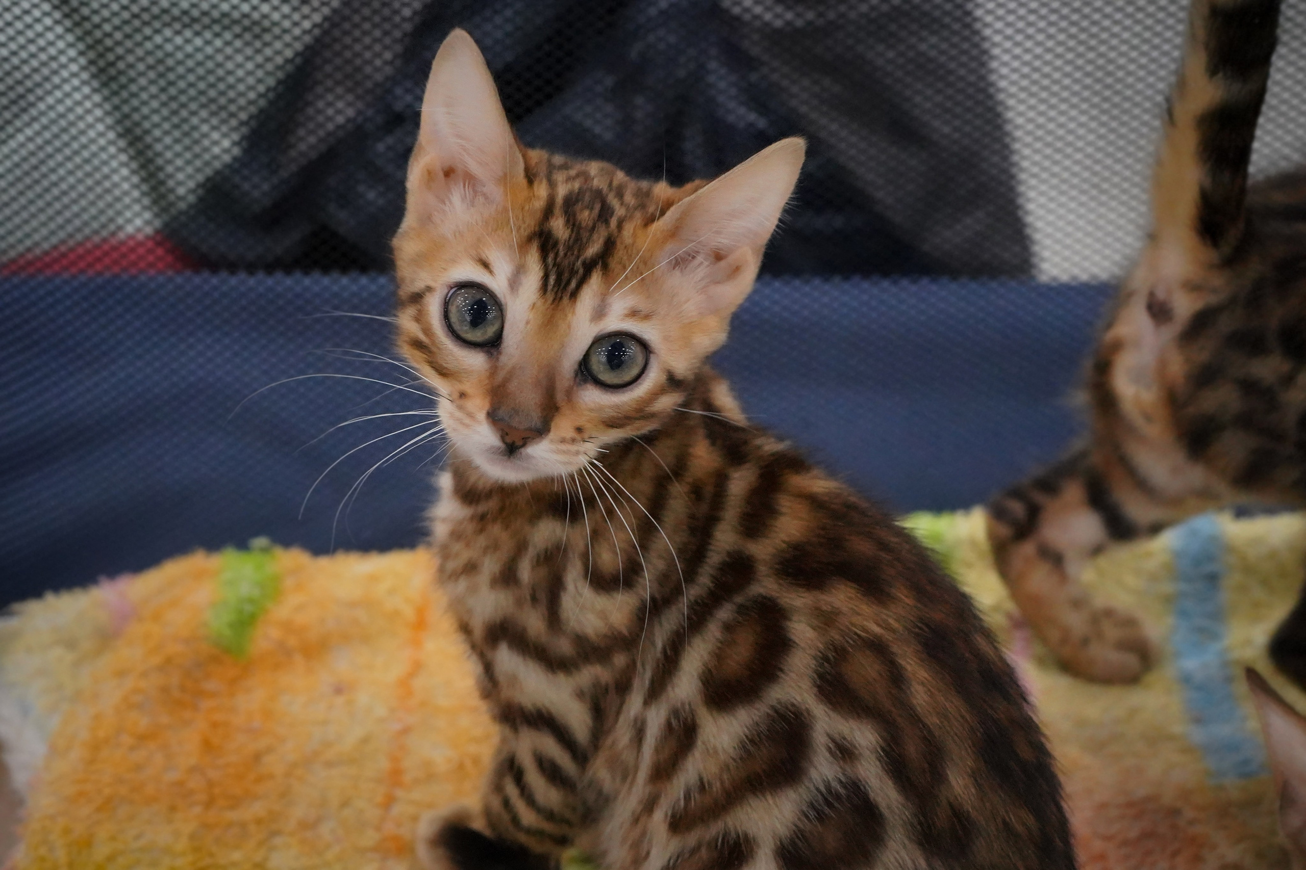 Фотосессии Пушистиков. Фотограф в Санкт-Петербурге Виктория Барышникова