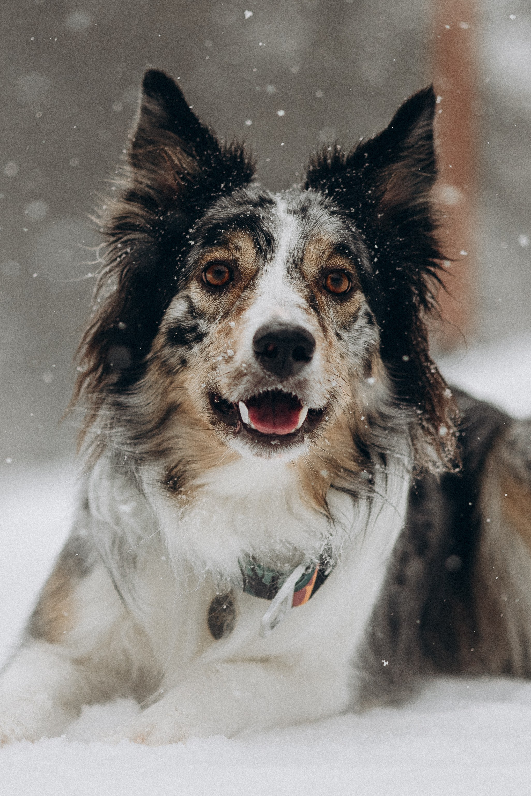 Настя и Тор. Фотораф — анималист Мария Шистка