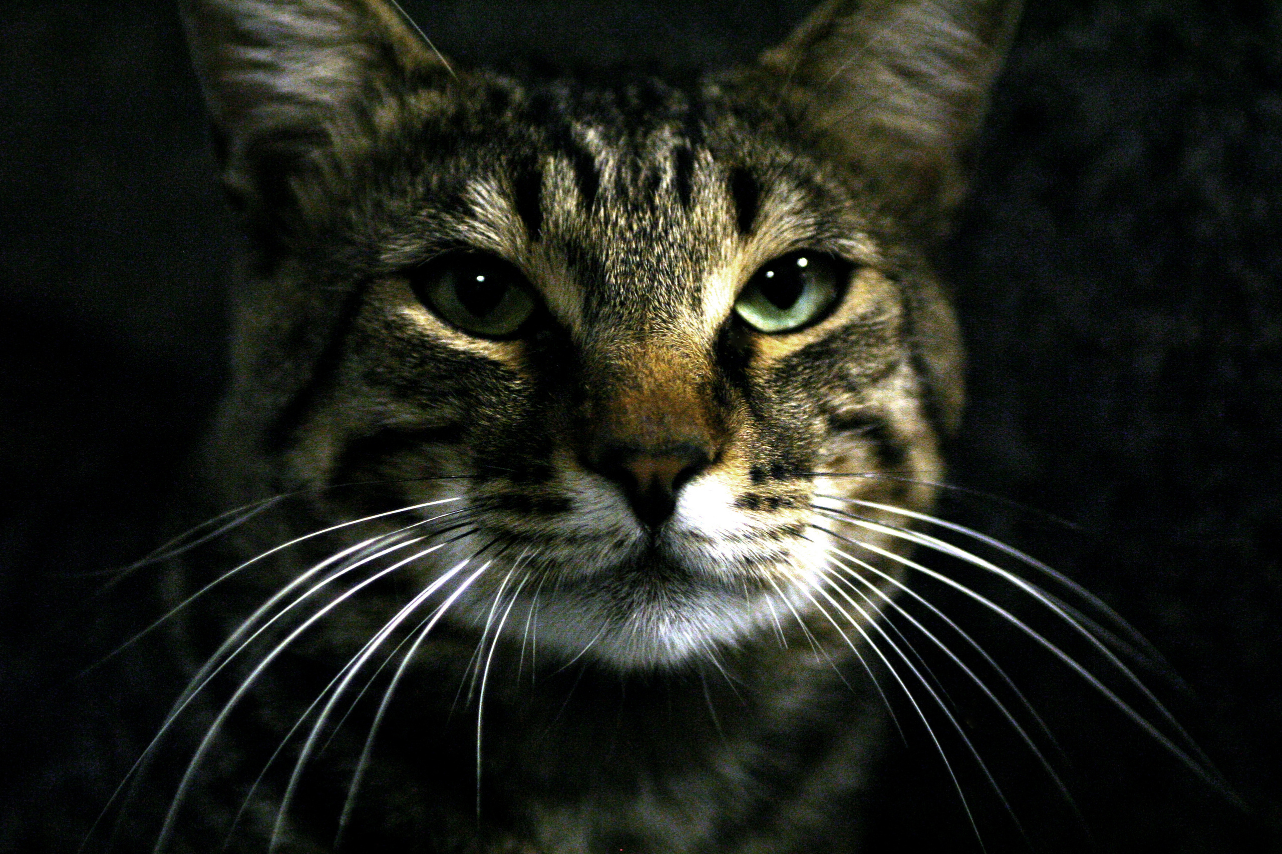 Фотограф Денис Зимин, сьёмка для маркетплейсов в городе Ростове-на-Дон. Выпускные альбомы, фотограф Денис Зимин в городе Ростове-на-Дону