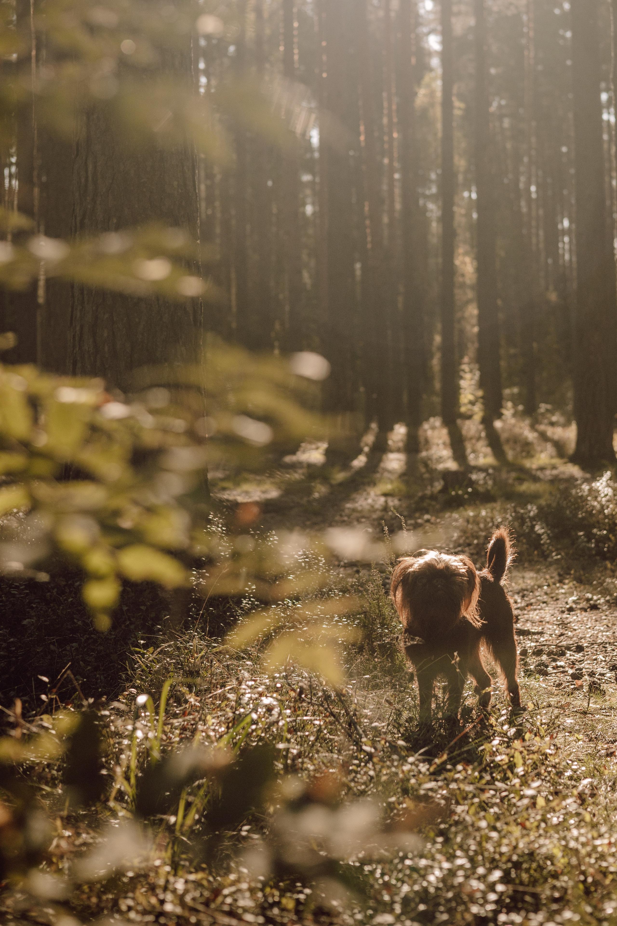 Катерина & Лунка. Фотограф — анималист •love-story•|Санкт-Петербург