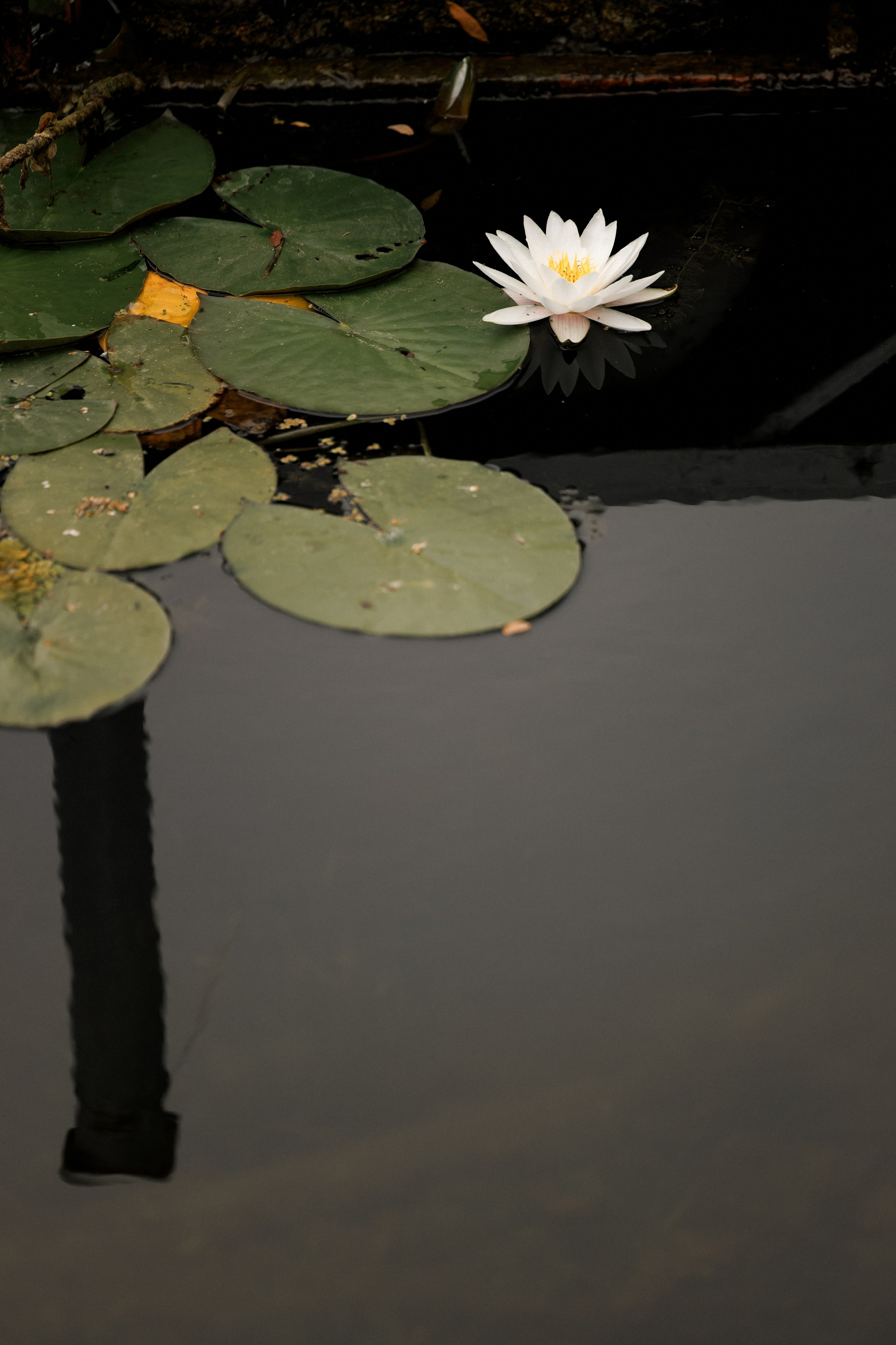 Владимир и Екатерина. Wedding and Reportage photographer Marmarov Christya