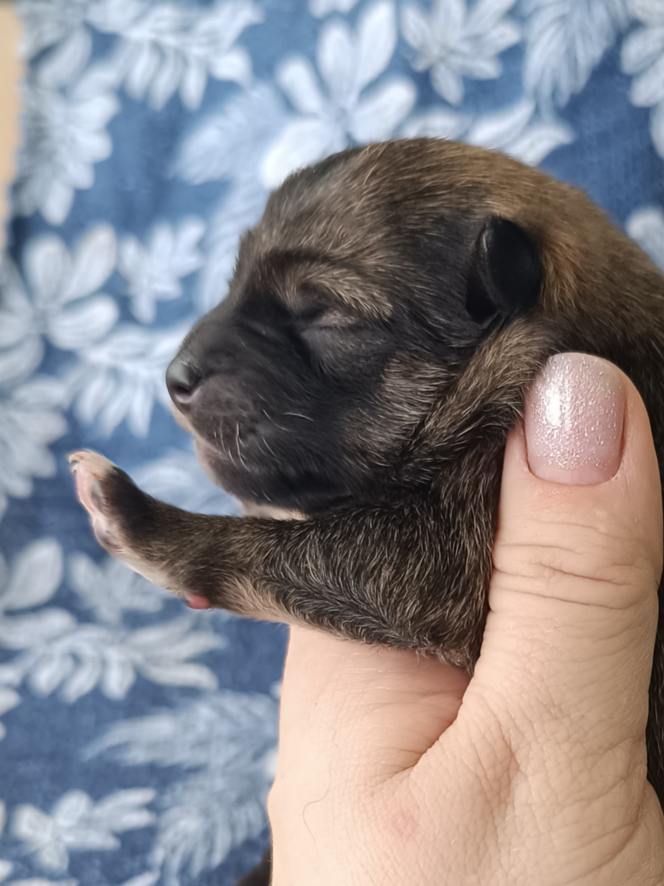 сиба питомник Рубилайт щенки на продажу rubylight  сиба щенки купить СПб Санкт-Петербург 