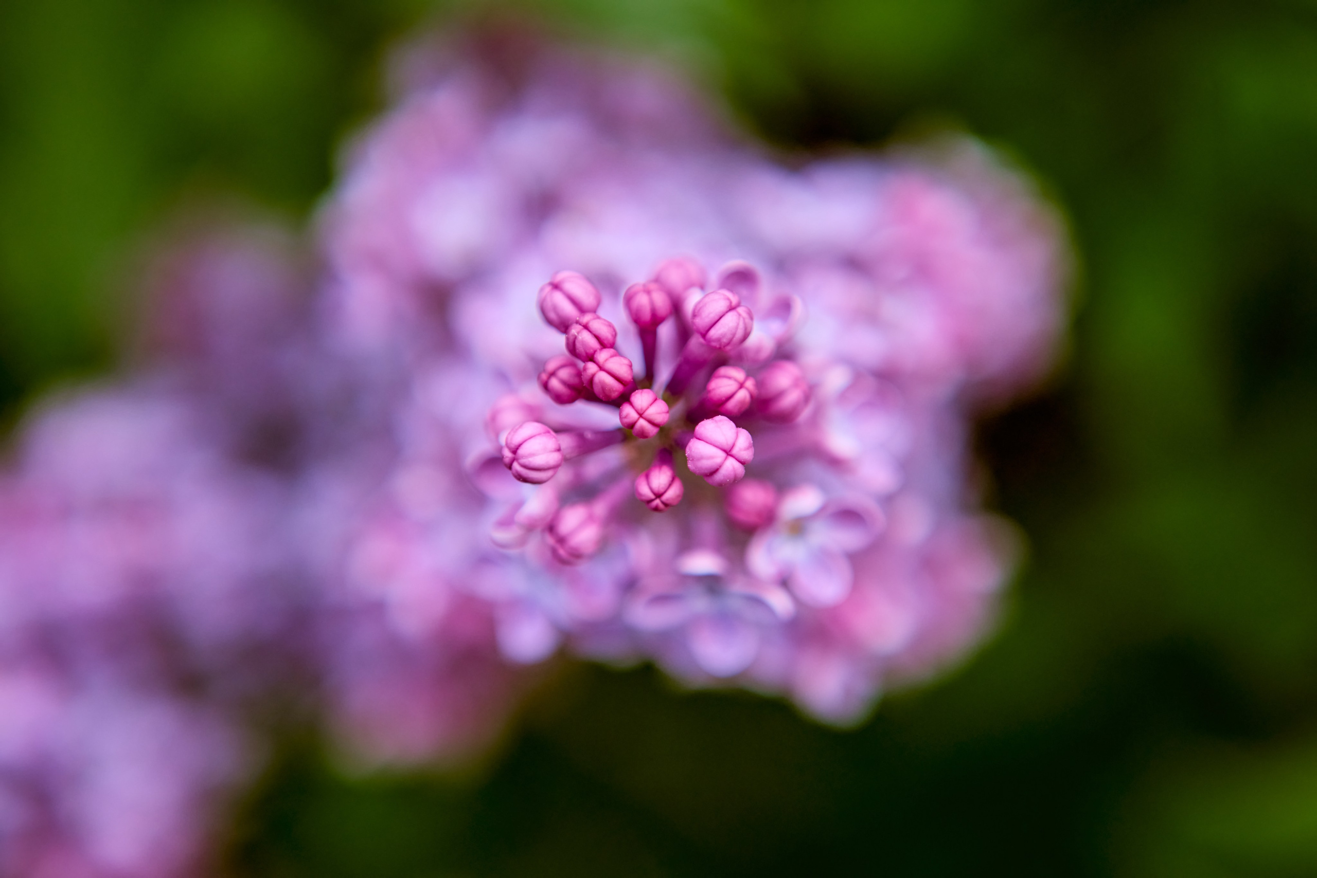  Цветущая сирень, словно молитва природы, запечатлённая Николаем Головановым из Дзержинска.