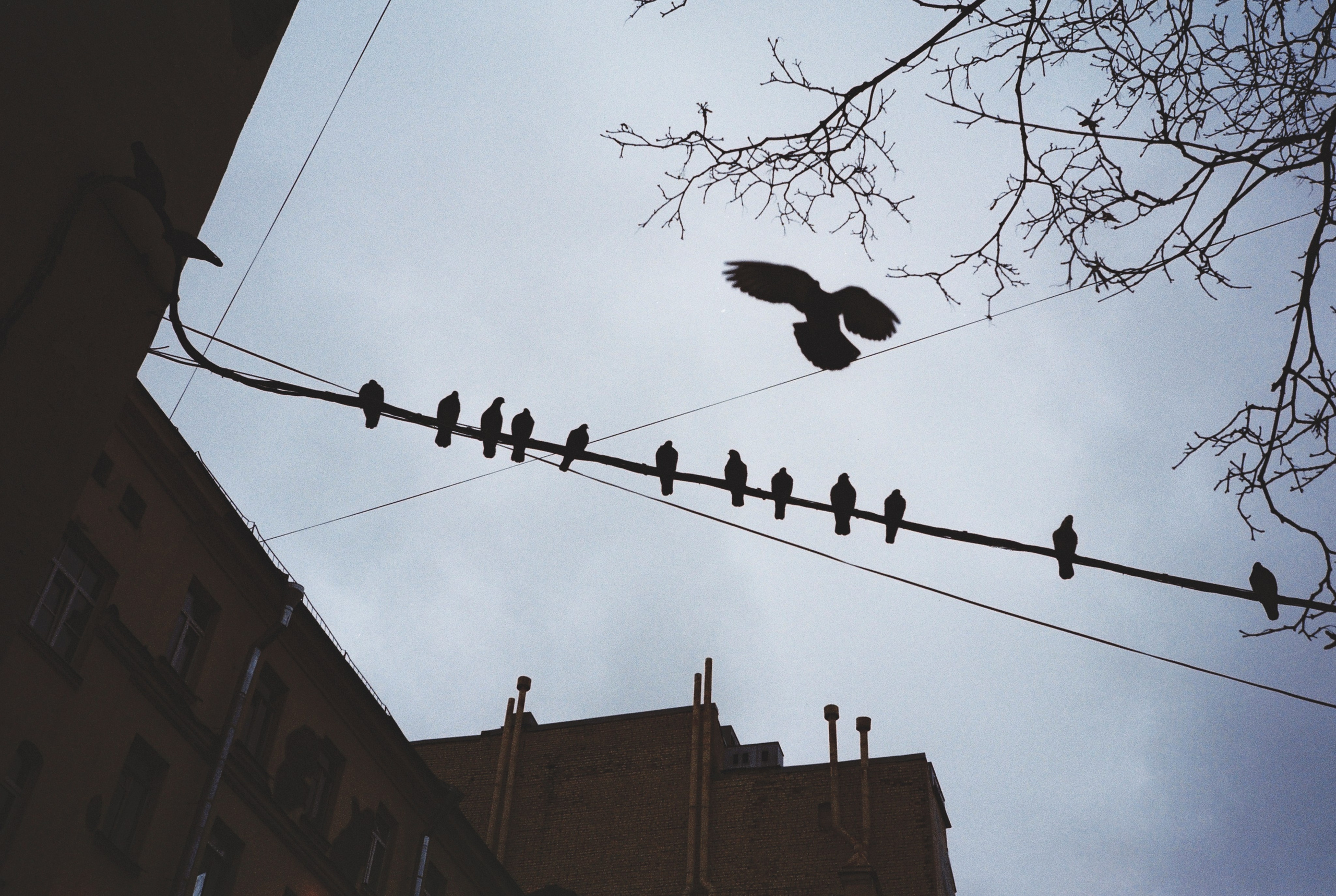 Фотографии цветные. Свадебный и семейный пленочный фотограф в Петербурге Истомина Ирина