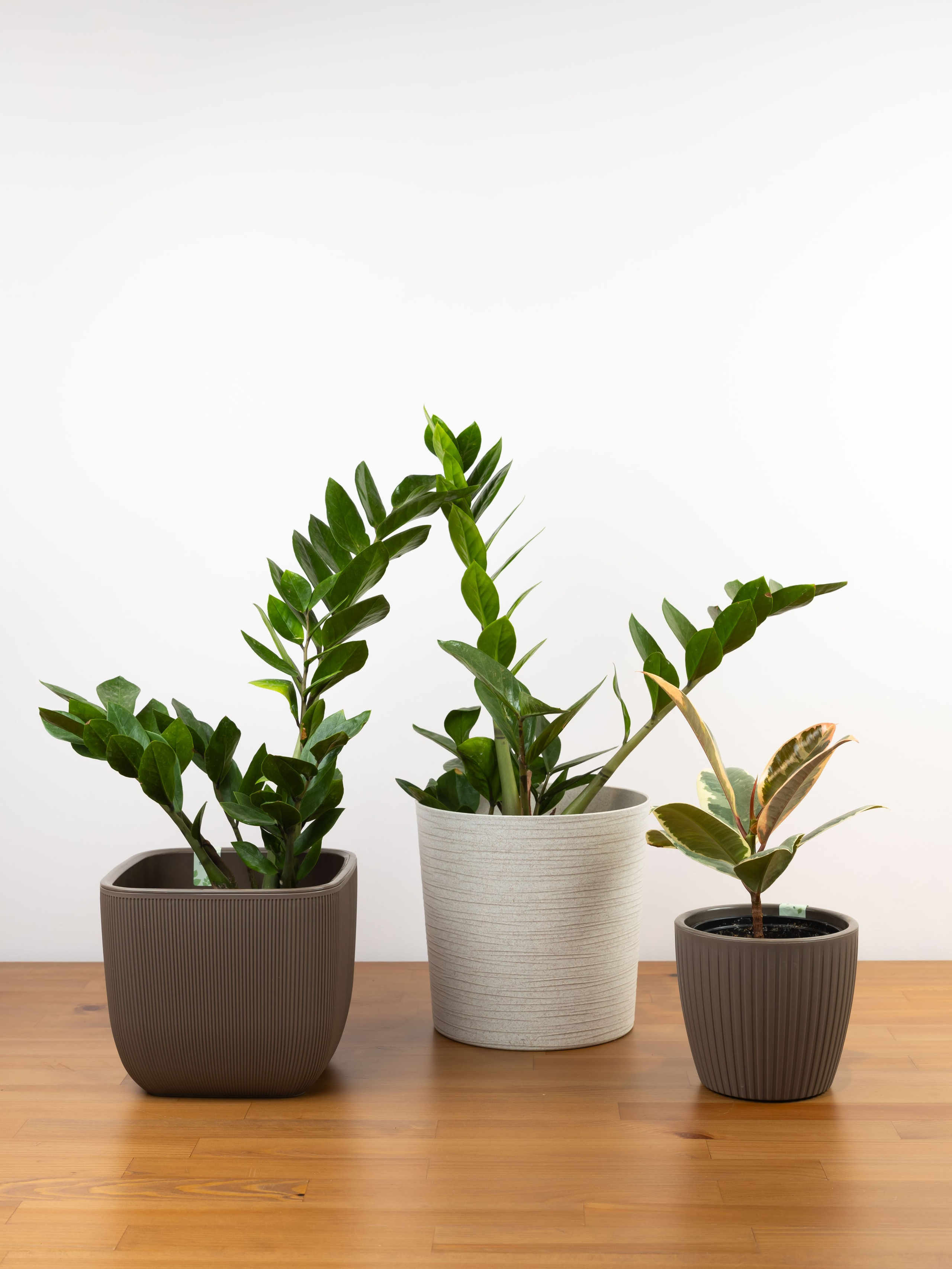 01.08.2025 Фотосессия Цветополис. ФОТОГРАФ ВИНОГРАДОВА ДАРЬЯ