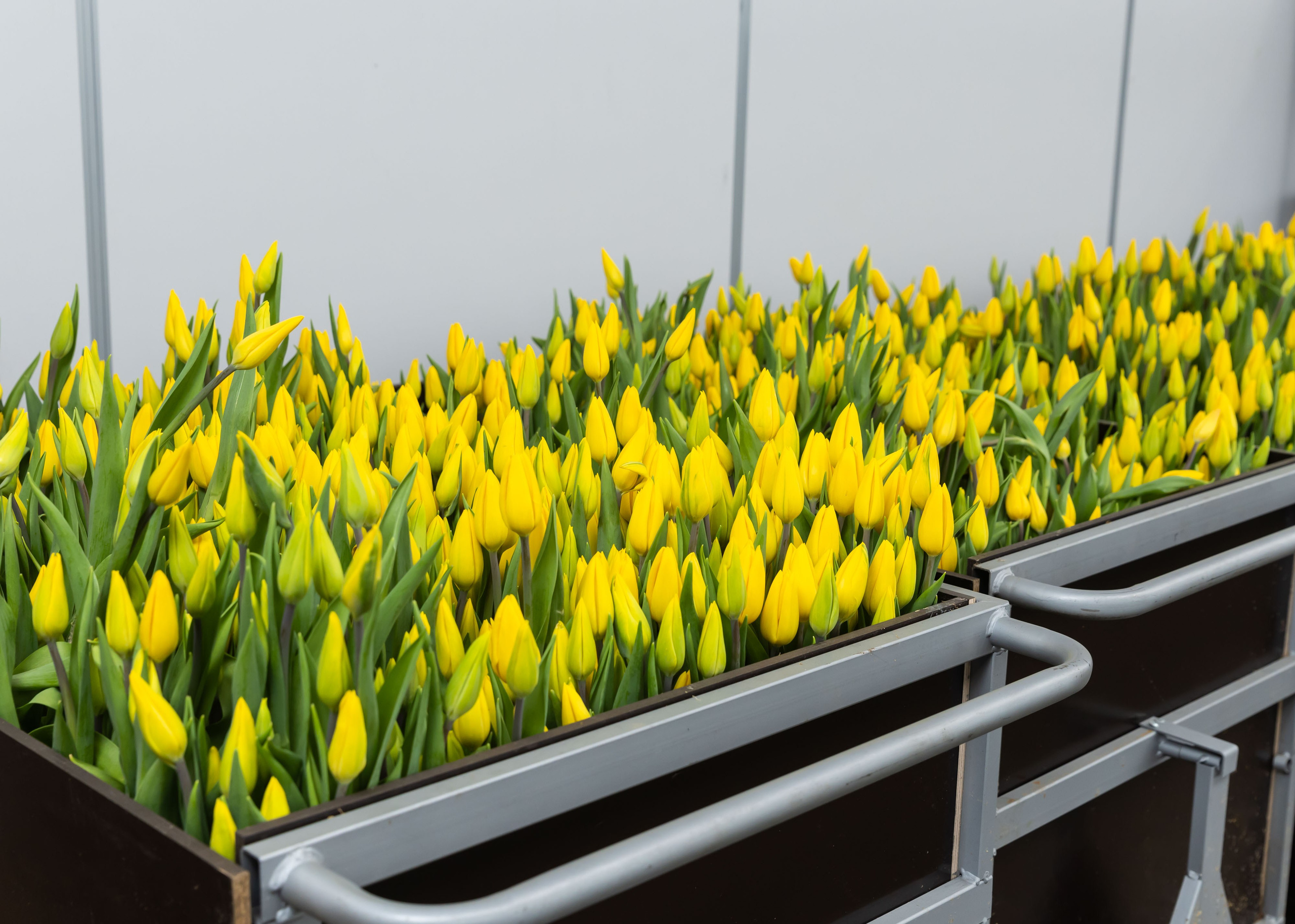 26.02.2026 Цветополис. ФОТОГРАФ ВИНОГРАДОВА ДАРЬЯ