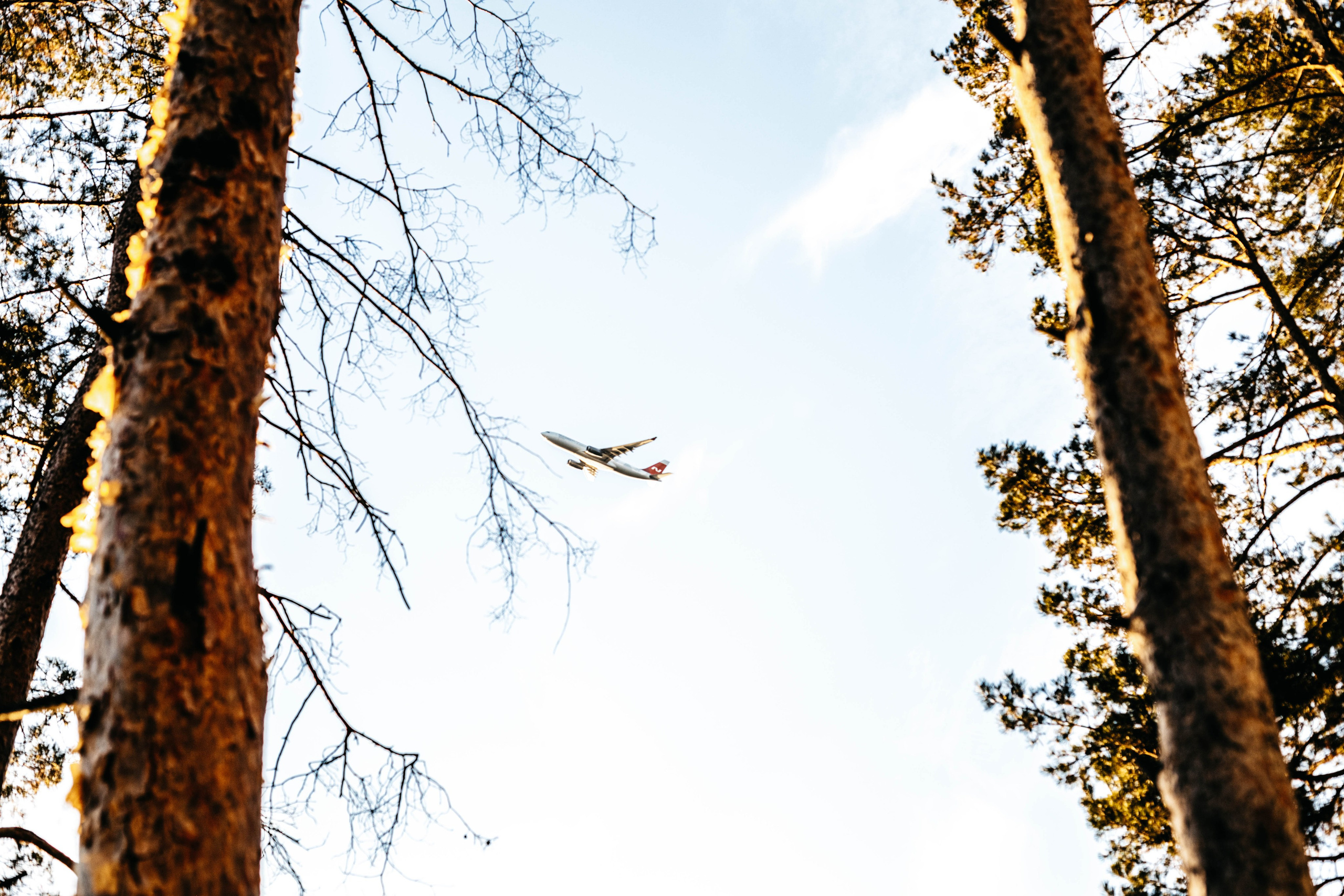 Юбилей в соснах. Фотограф в Нижнем Новгороде