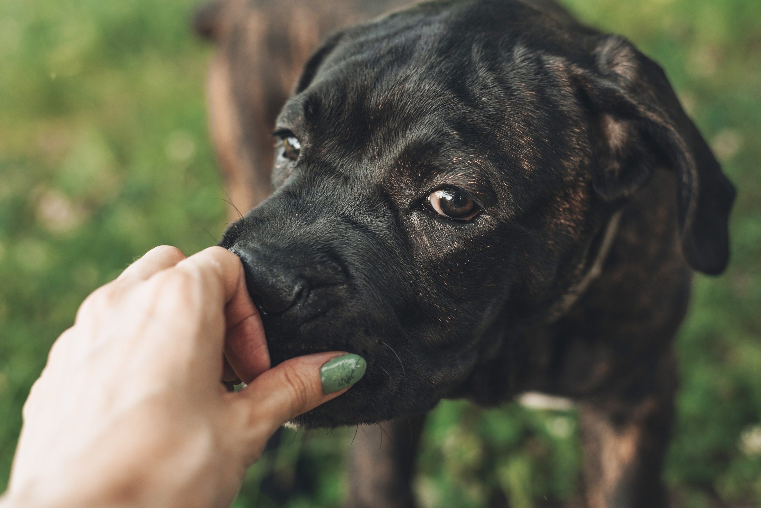 Cane Corso. Natalia Finch Photography — Family, Kids & Pet Photographer in Chicago, IL