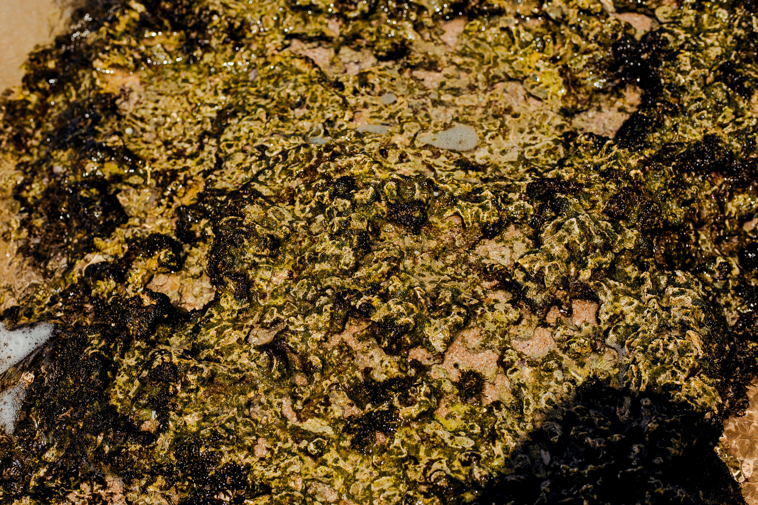 Sri Lanka. Art Photographer