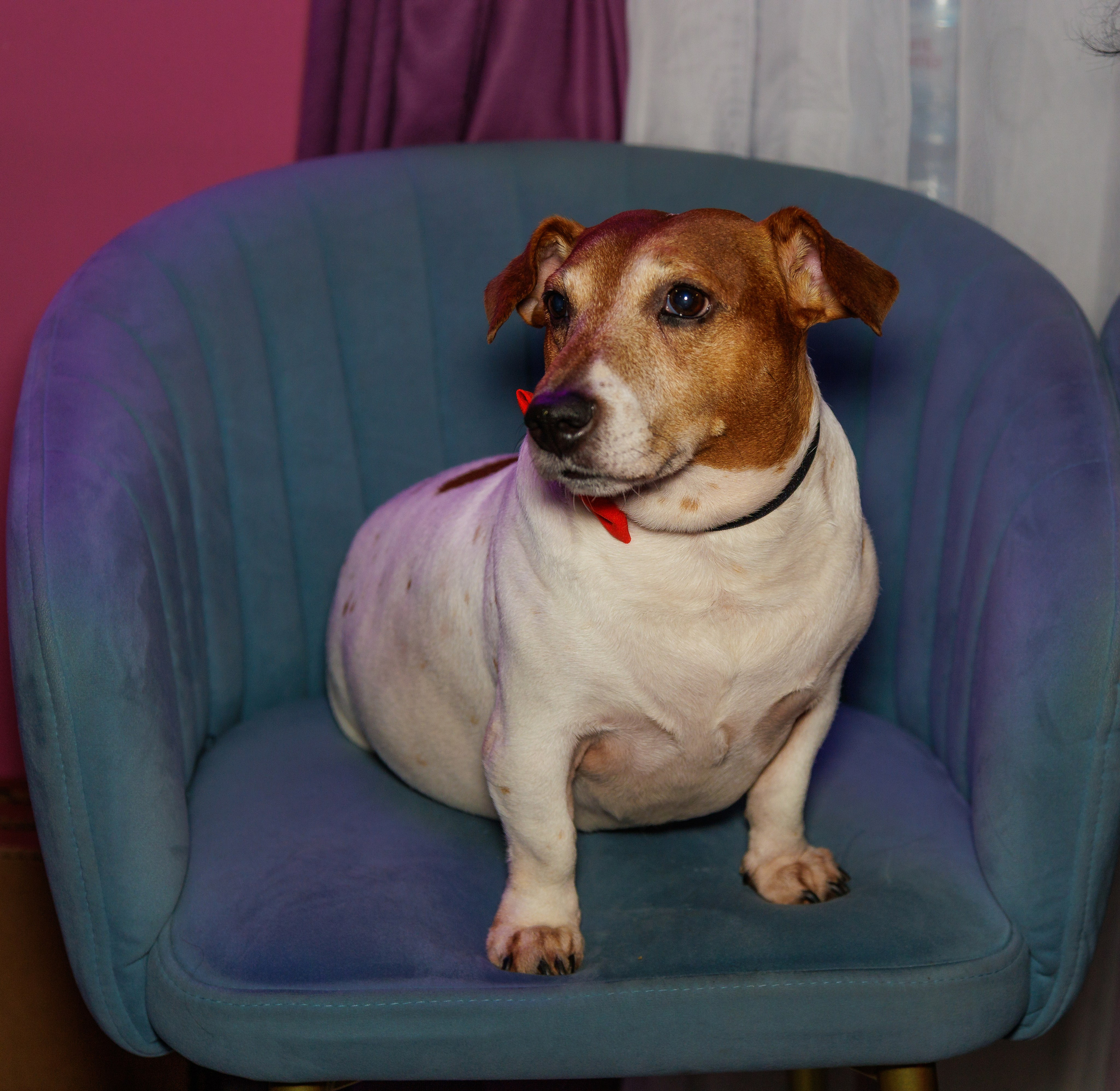 Гендер пати. Фотограф в Москве фотосессия