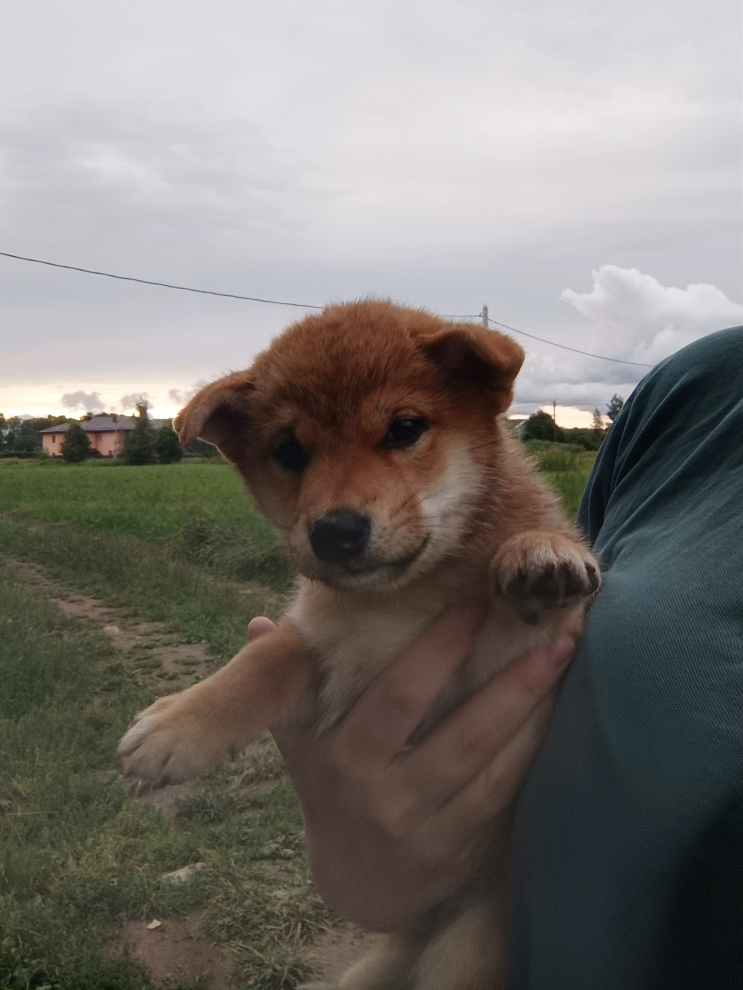 сиба питомник Рубилайт щенки на продажу rubylight  сиба щенки купить СПб Санкт-Петербург 