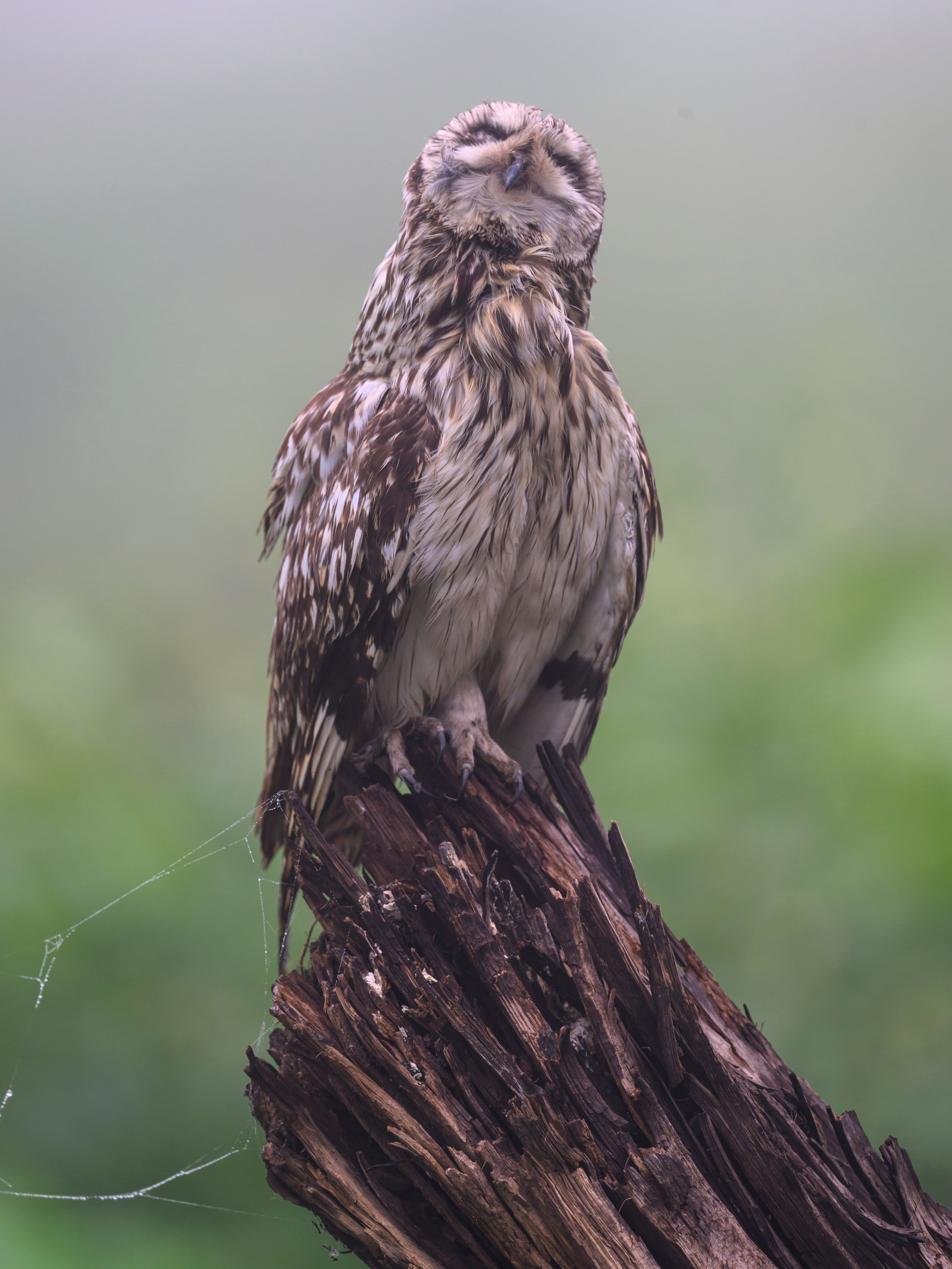 Сова вернулась. The owl has returned. Wildlife photography by Sergey Puponin