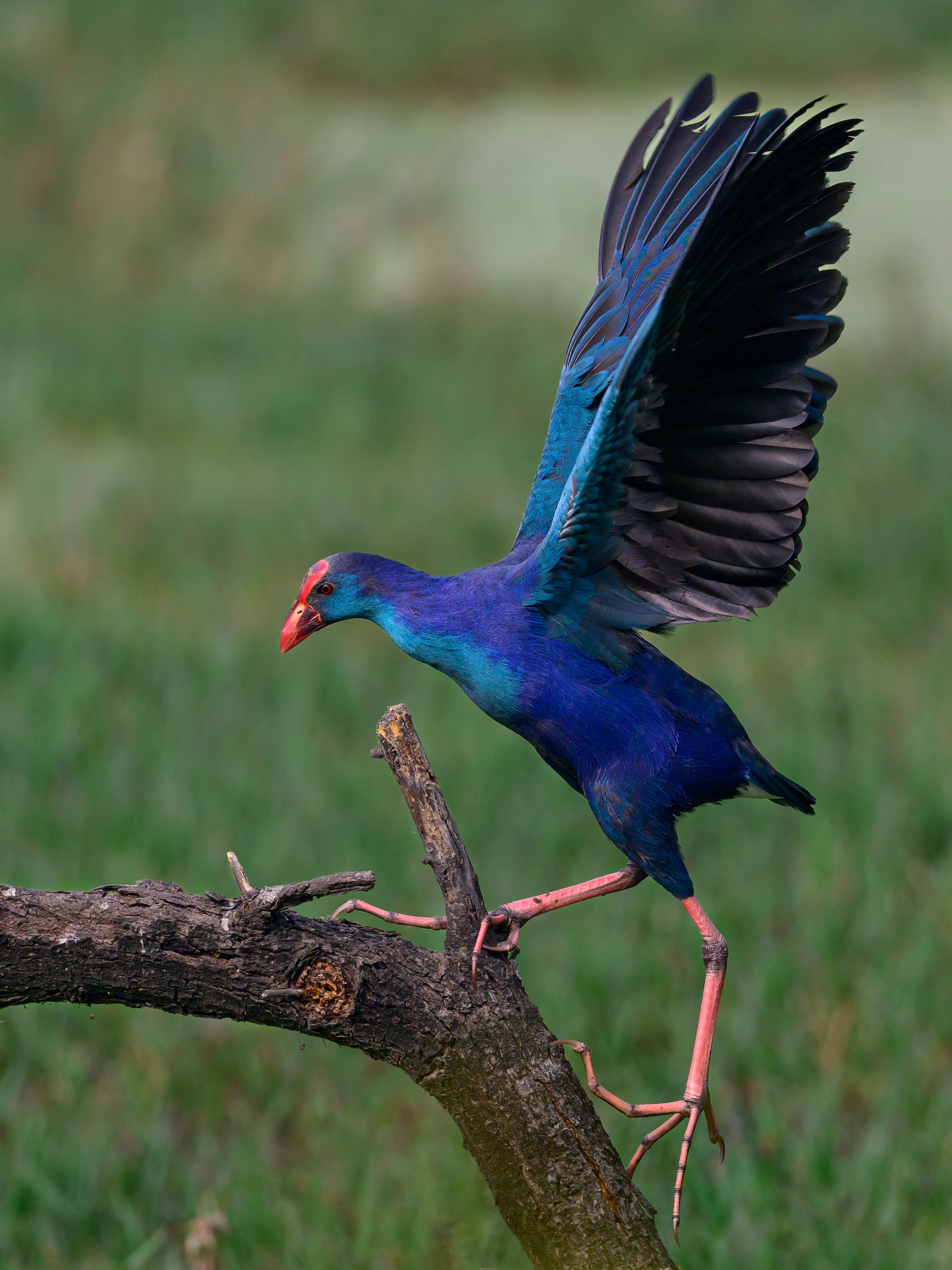 Раджастан, Индия. Wildlife photography by Sergey Puponin