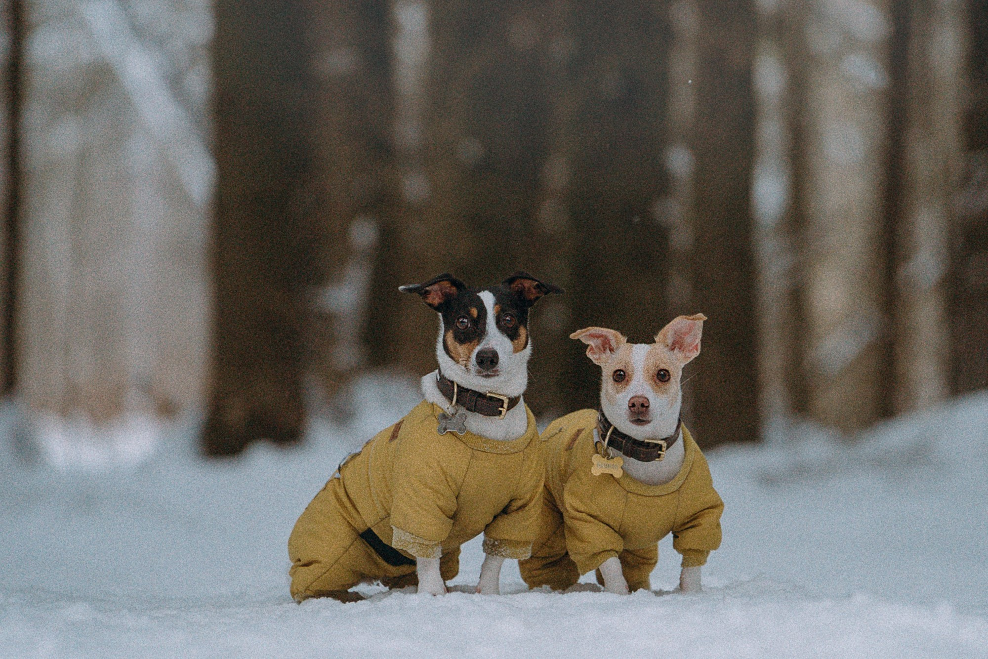 Алина, Ваниль и Элис. Фотограф анималист в Москве и Санкт-Петербурге Свиридова Анна