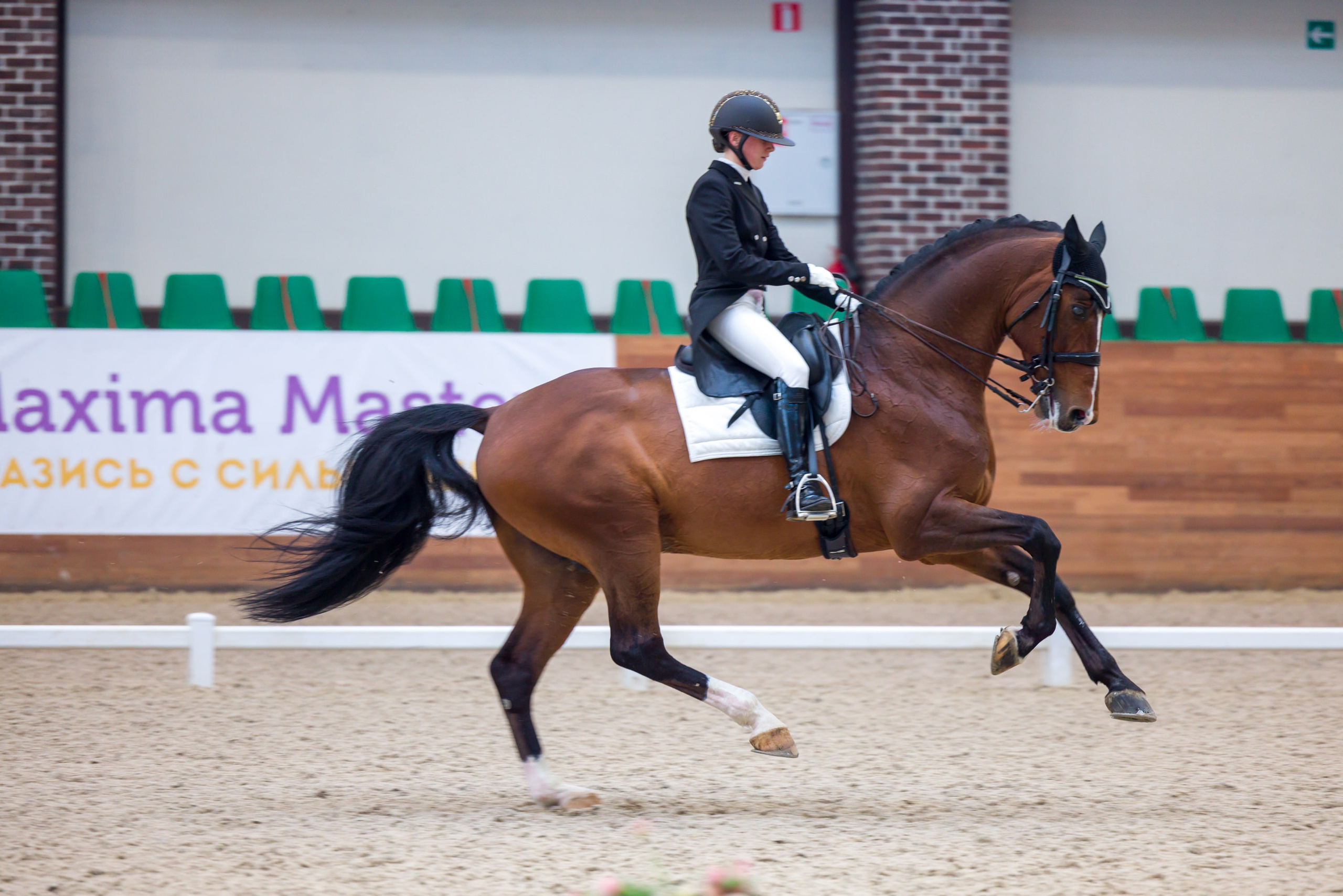 Выездка. Mrs.Aquarelia Конный фотограф Марианна Леонтьева