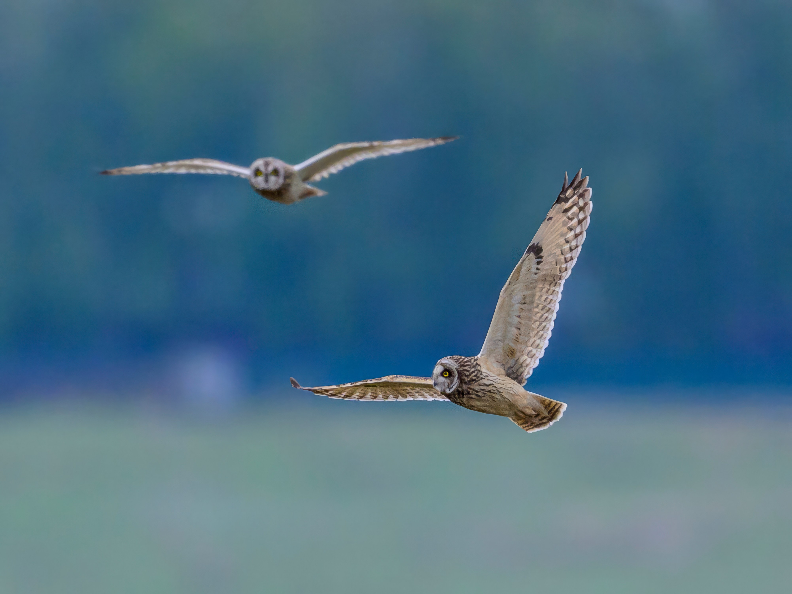 Охота болотных сов. Wildlife photography by Sergey Puponin