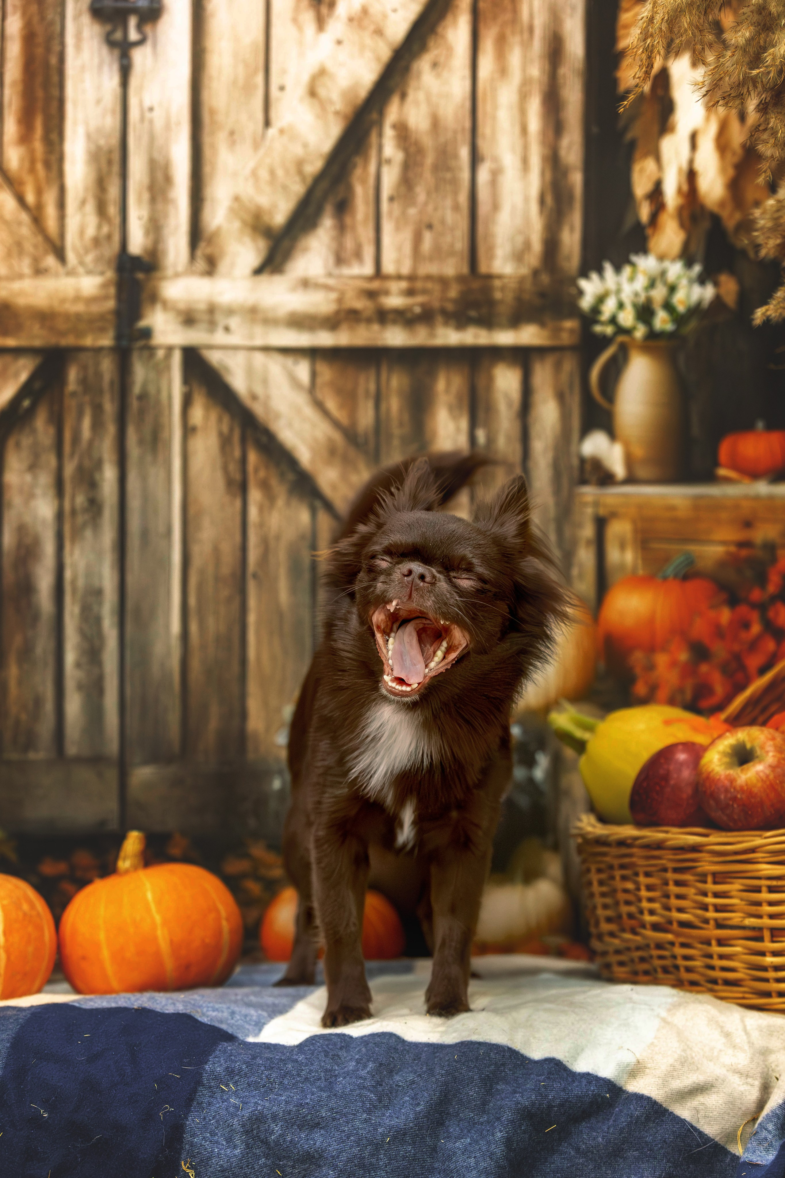 Чихуахуа Бублик. Https://moshkovaphoto.ru/