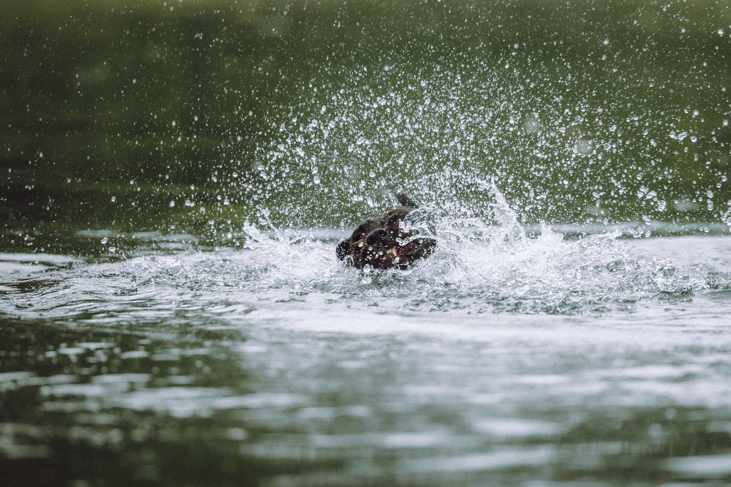 Паша, Хайди и Тея