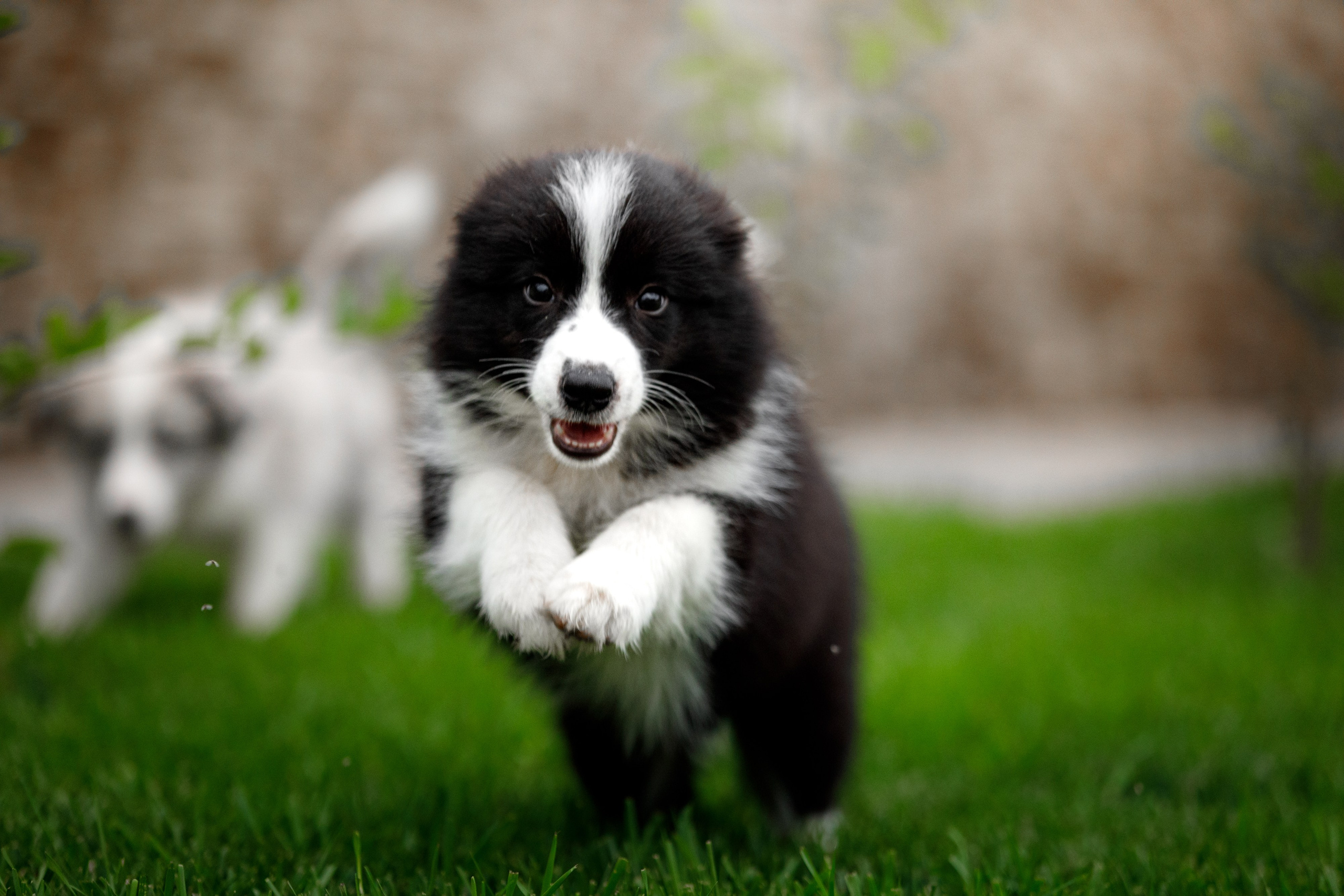 Болтовня в саду. О нас