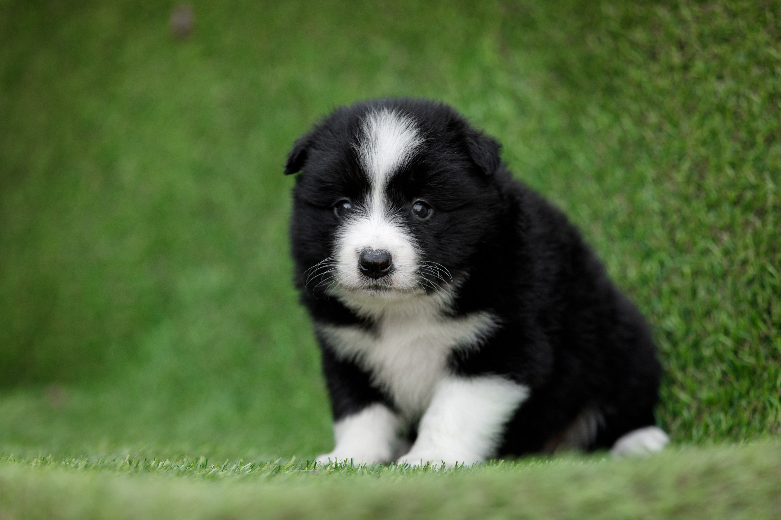 Смешарики. О нас