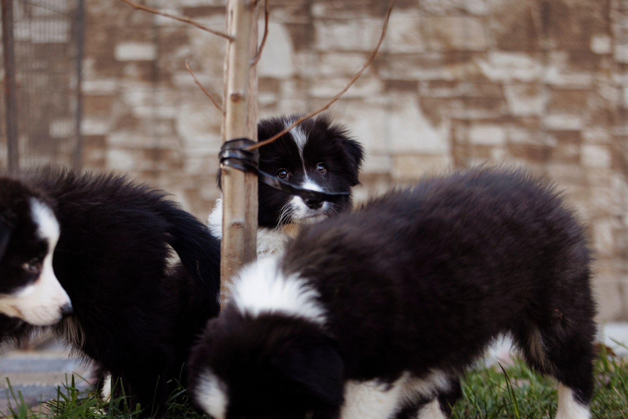 У дома с большой компанией от мала до велика. О нас