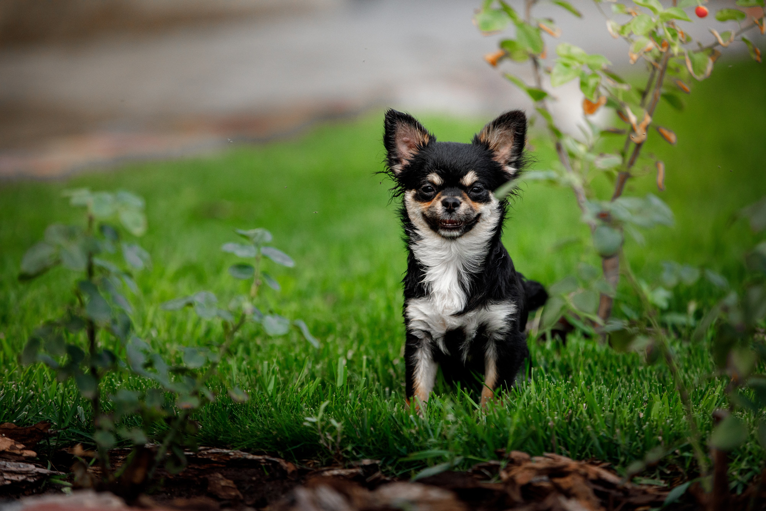 Болтовня в саду. О нас