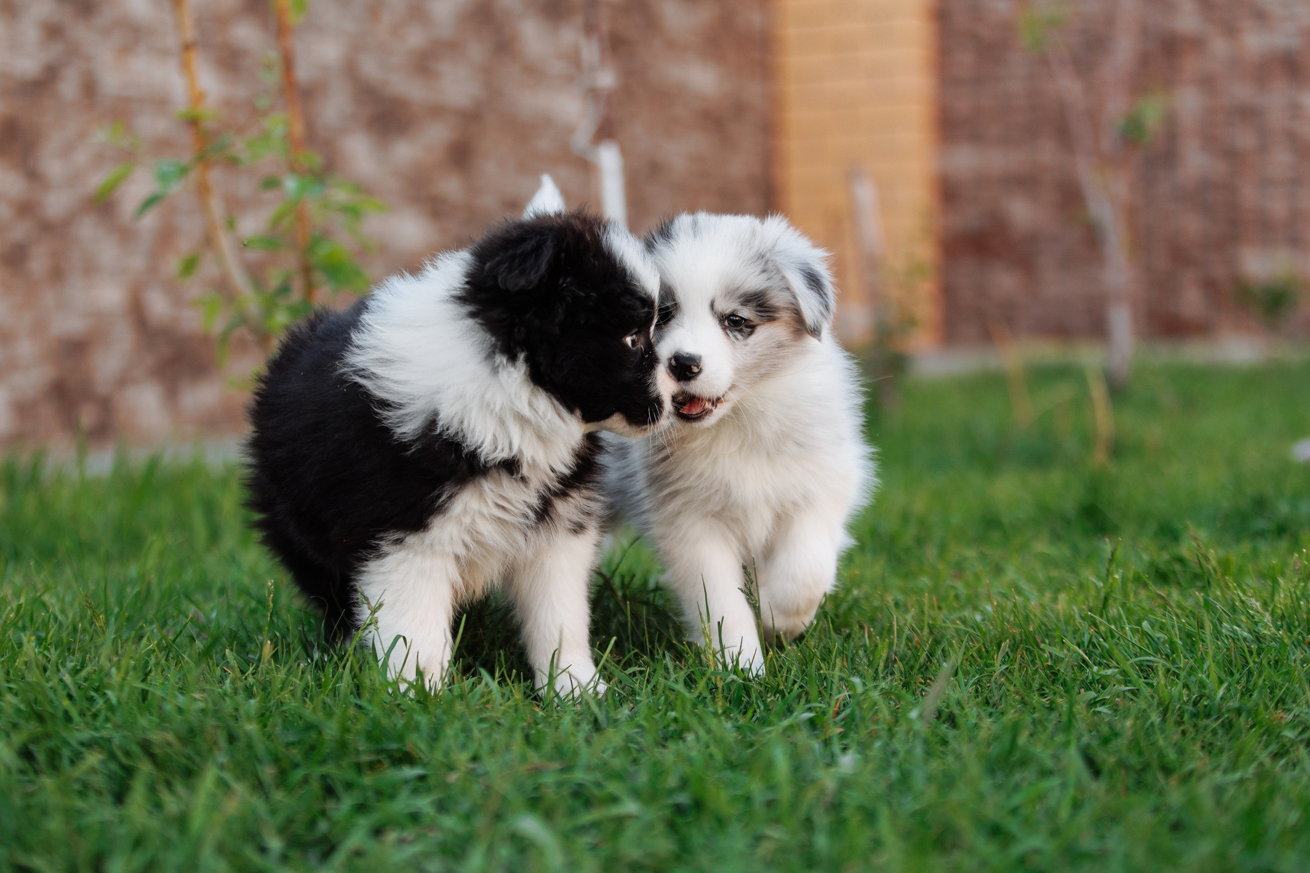 Пушистое. О нас