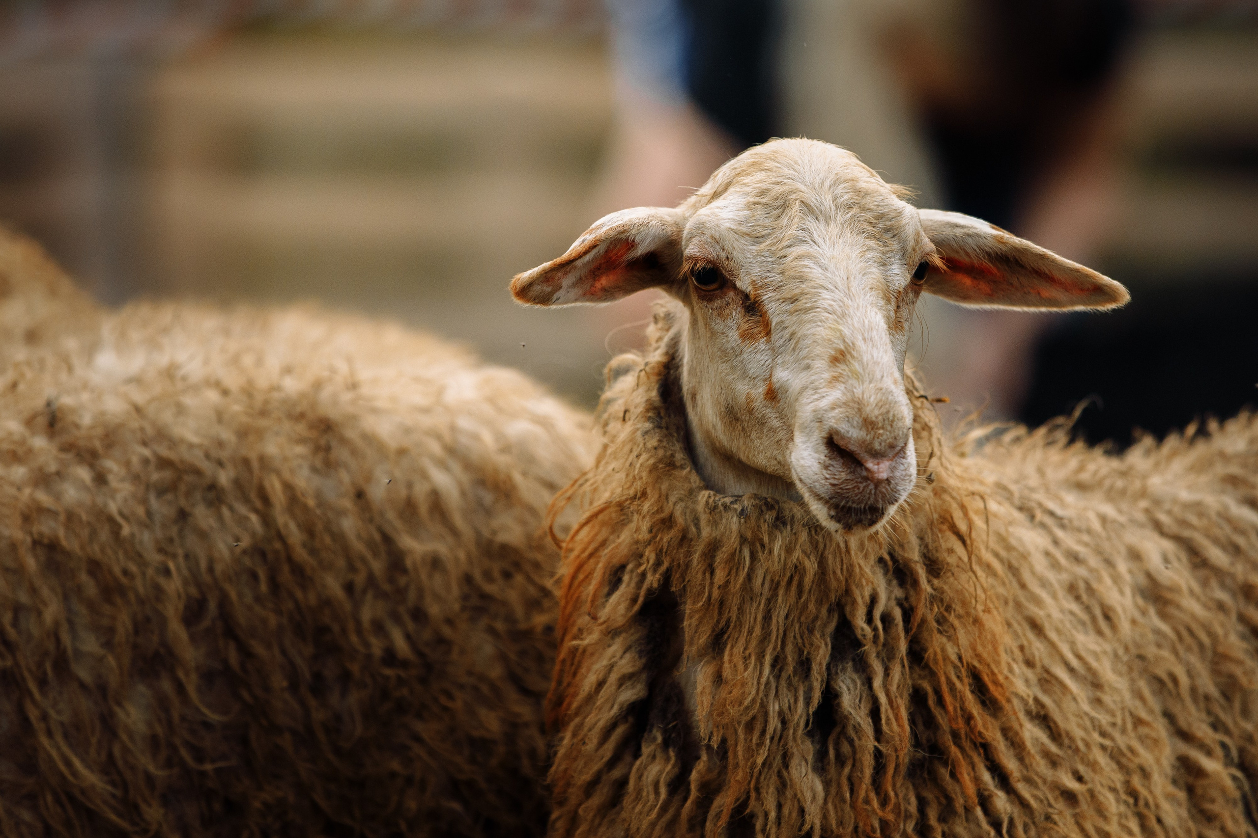 Овечий день. О нас