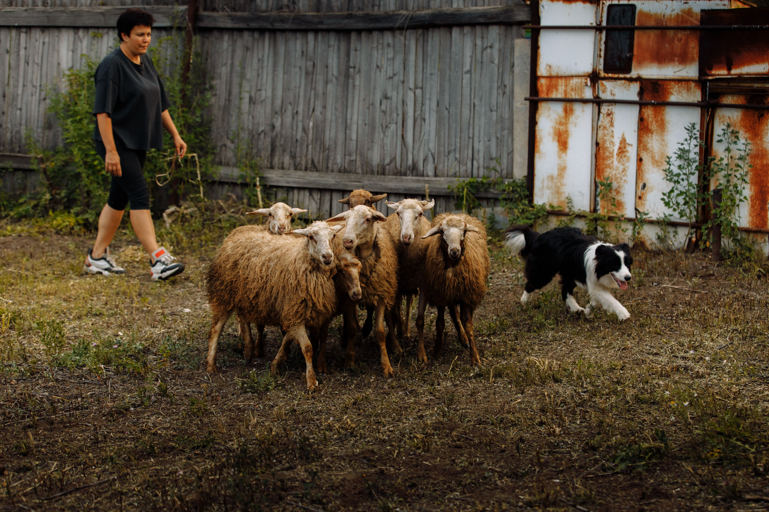 Овечий день. О нас