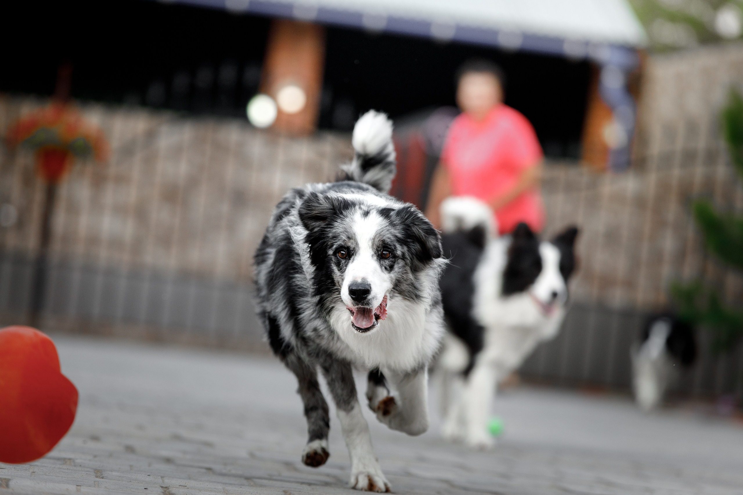 Болтовня в саду. О нас