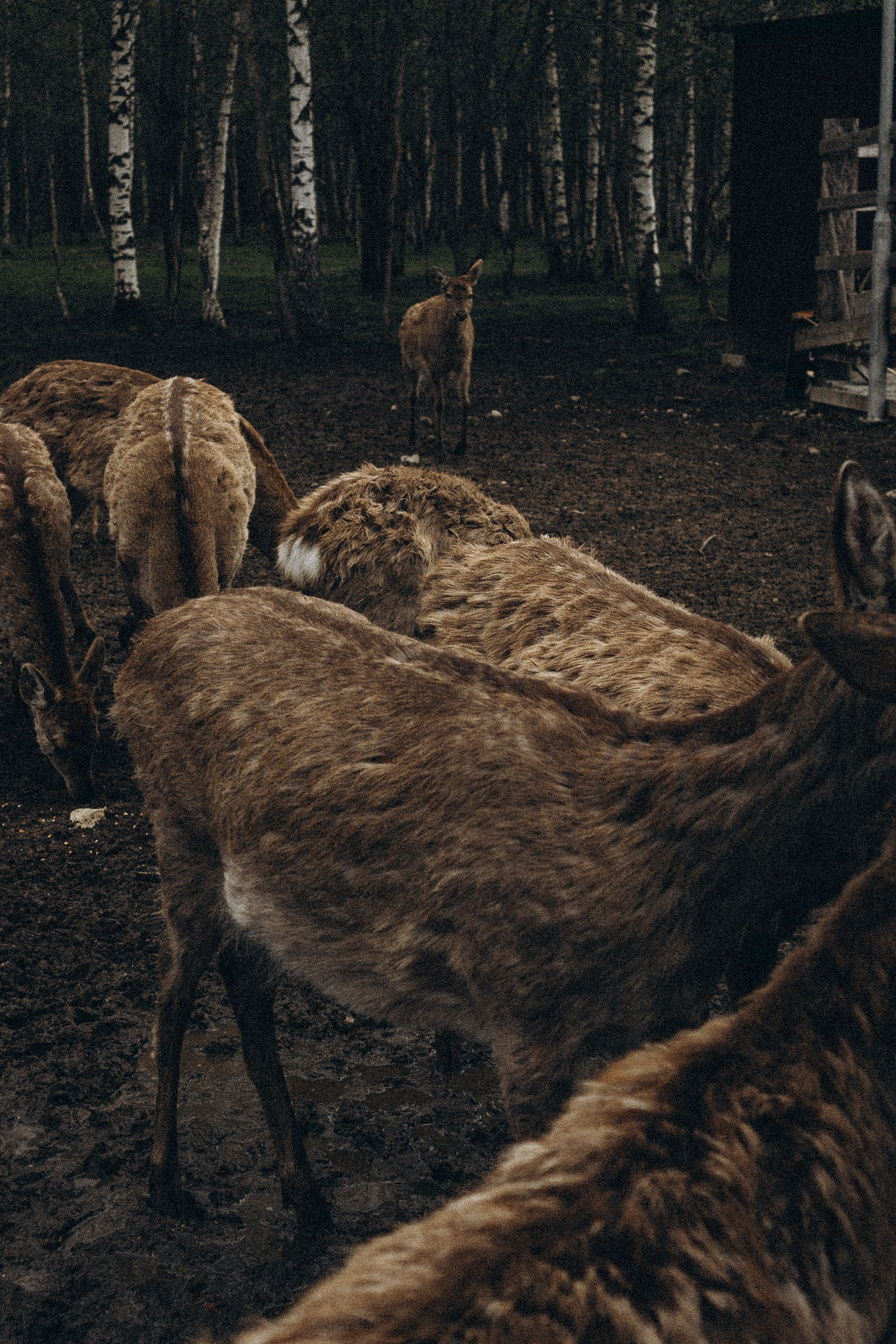 ОЛЕНЬЯ ФЕРМА В ТВЕРИ. Профессиональный фотограф, Санкт-Петербург — Виктория Богомолова
