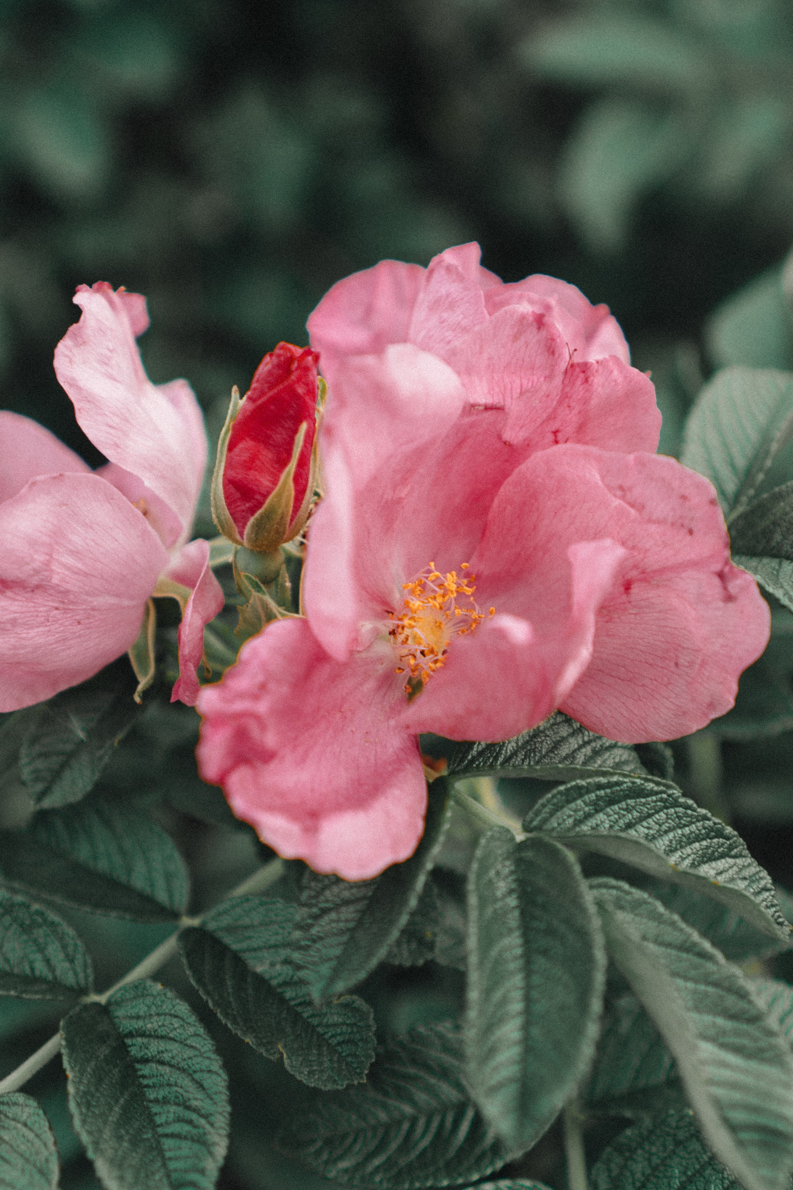 МАМА И ДОЧКА НА ФИНСКОМ ЗАЛИВЕ. Профессиональный фотограф, Санкт-Петербург — Виктория Богомолова