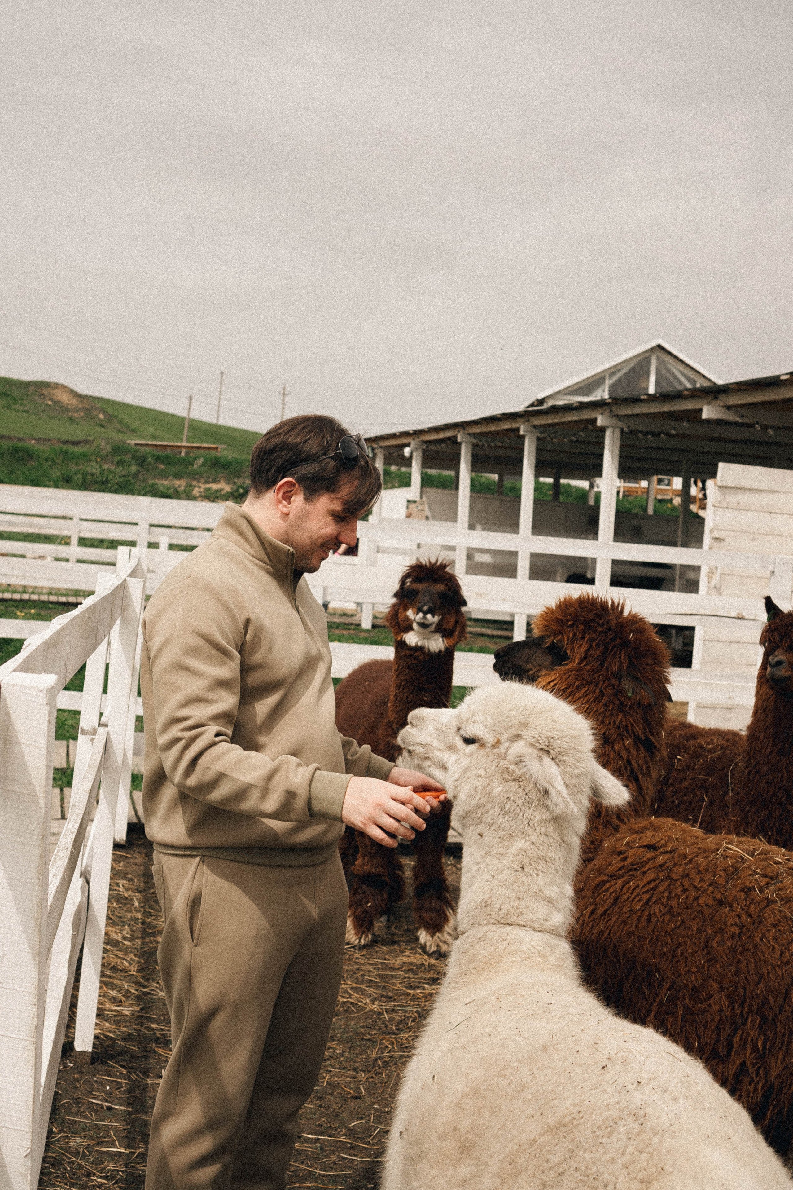 Ферма Альпак. Профессиональный фотограф, Санкт-Петербург — Виктория Богомолова