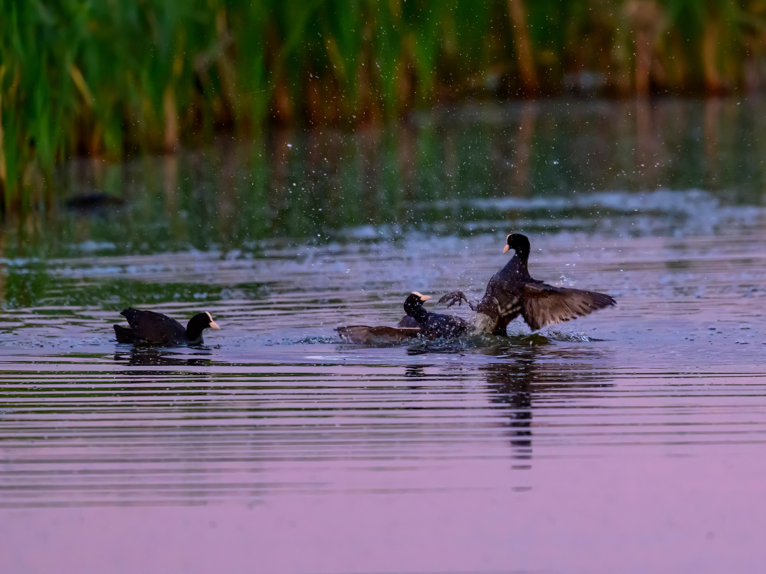 Драки лысух и лунь. Wildlife photography by Sergey Puponin