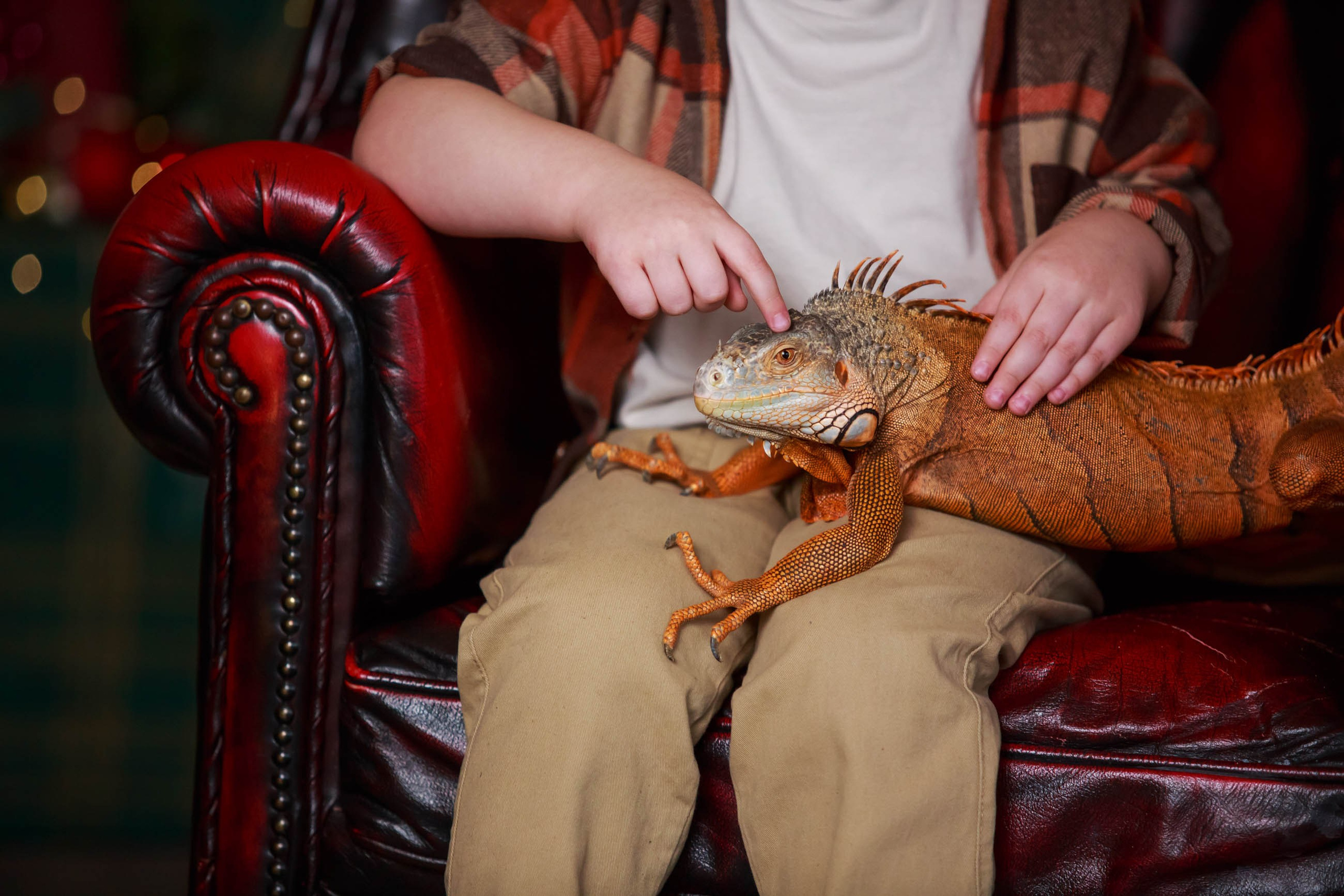 Фотосессия с игуаной символ года Дракона. Семейный и детский фотограф в Москве Мария Быкова