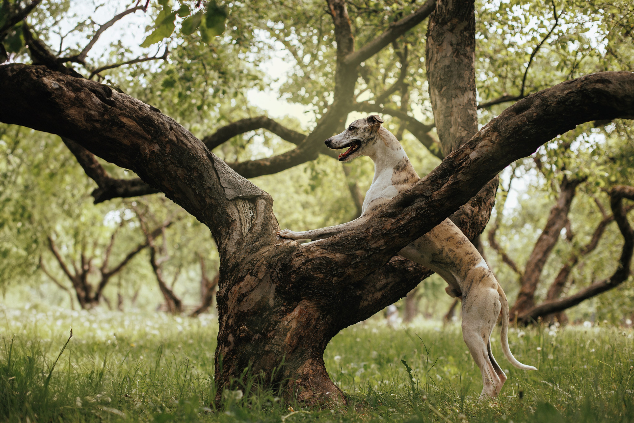 Саша и Гусь. Фотограф анималист Кристина Карпова, Москва