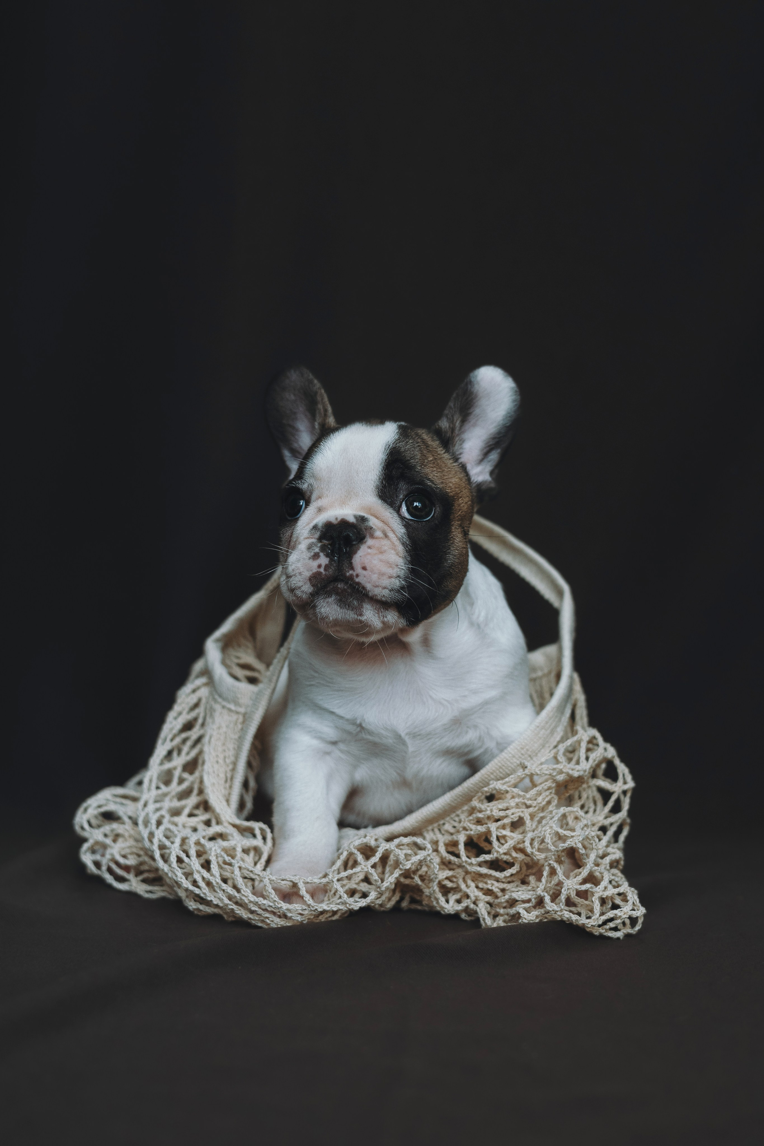 Щеночки. Фотограф — анималист Владивосток, Алина