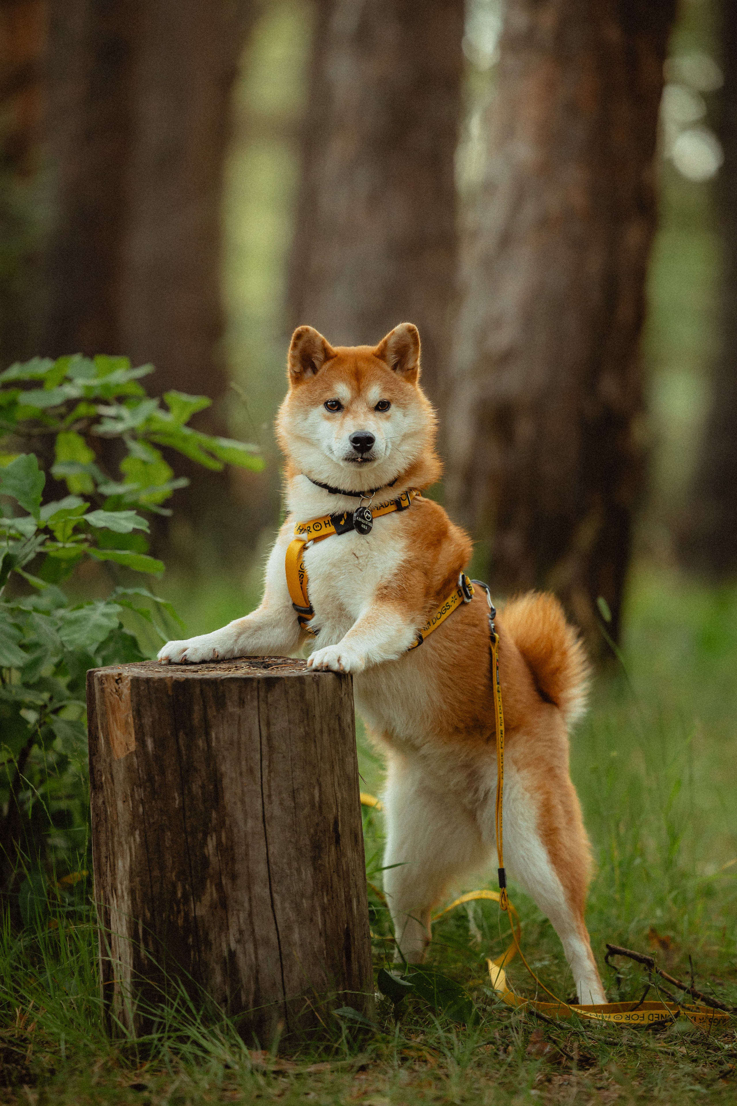 Выездной дог-тренинг от школы «Шерсть имею»