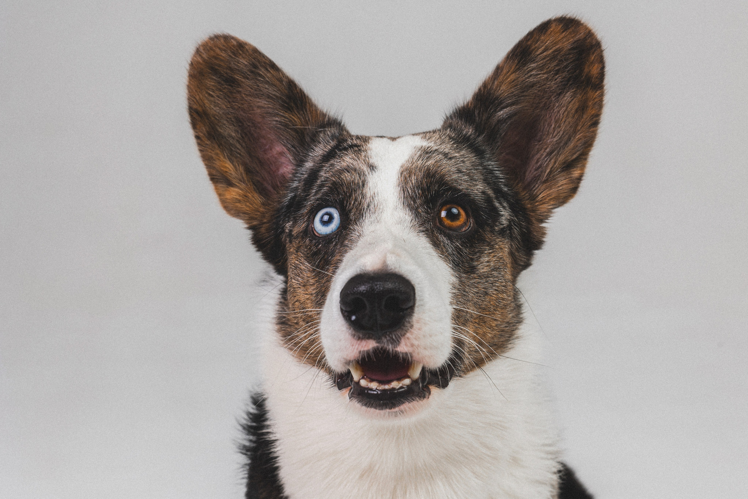 Анатолий и Рагнар