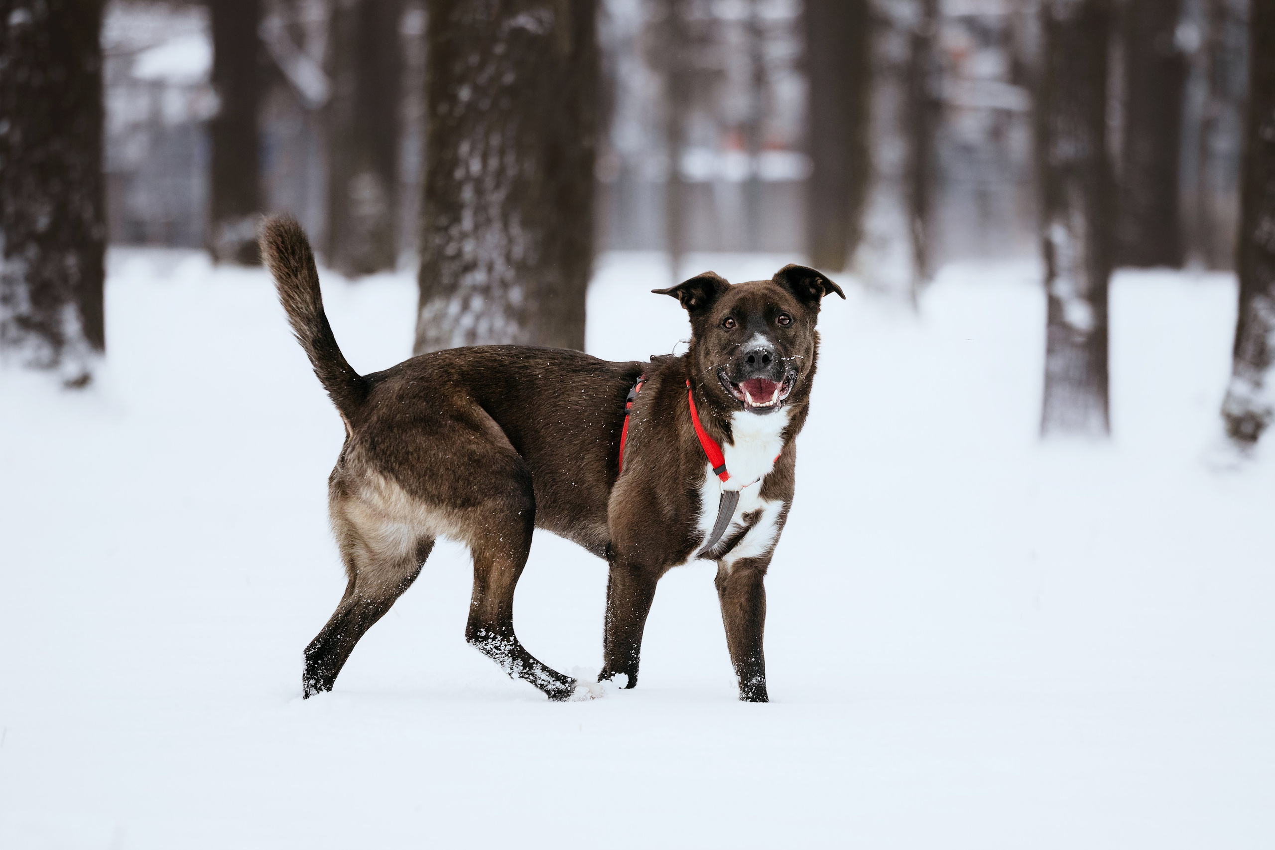 Собаки из приюта Дубовая роща зима. Фотограф-анималист Татьяна Степанова