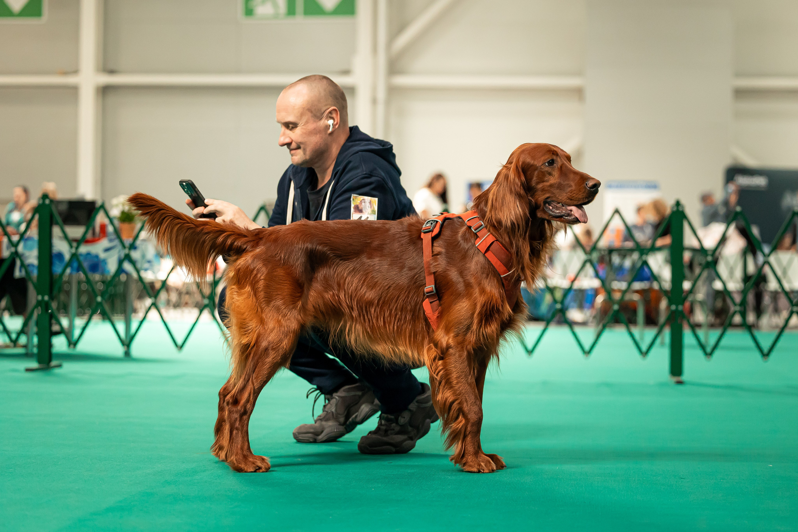 Выставка сеттеров 19.05.24