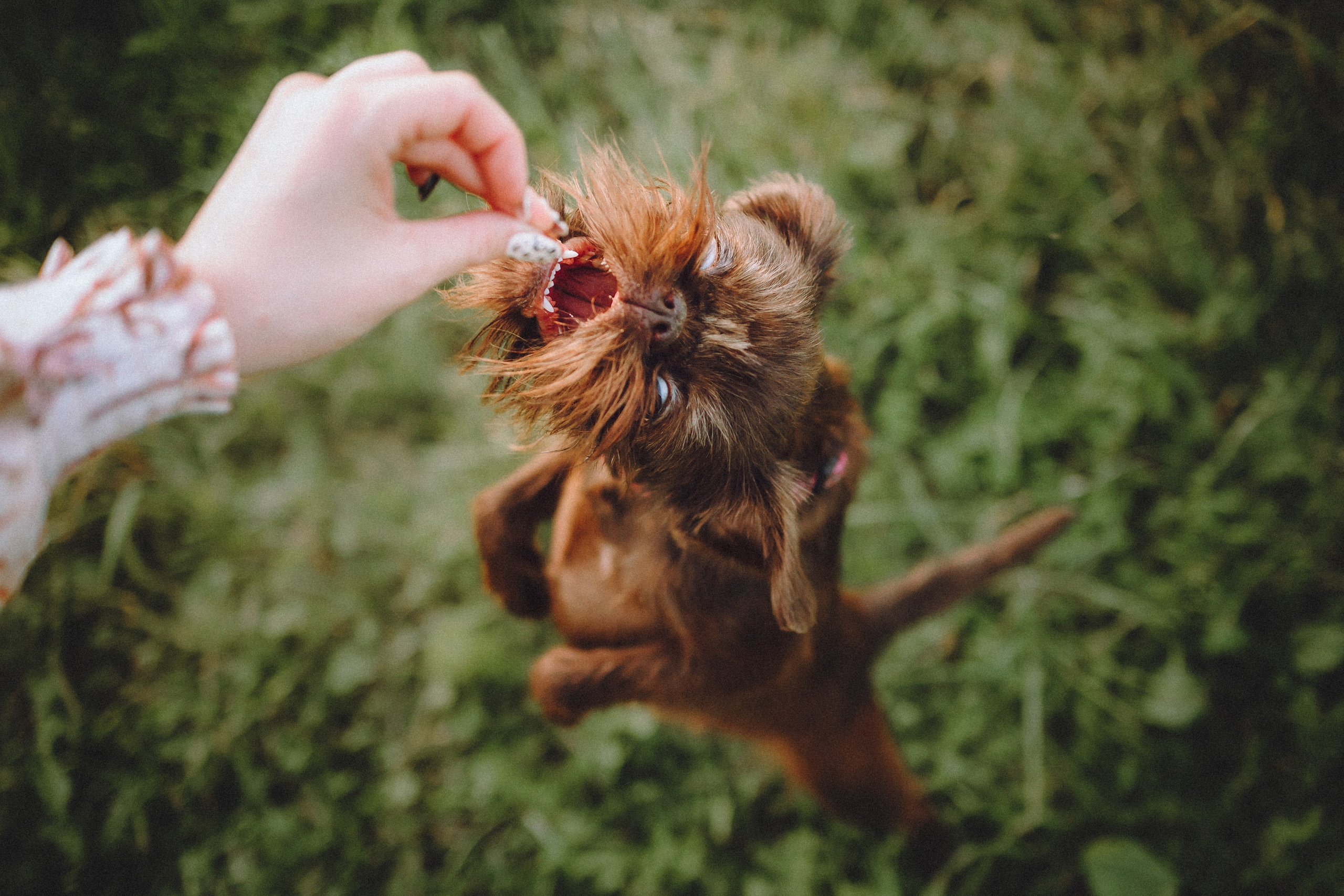 Гречка, Кари и щенки