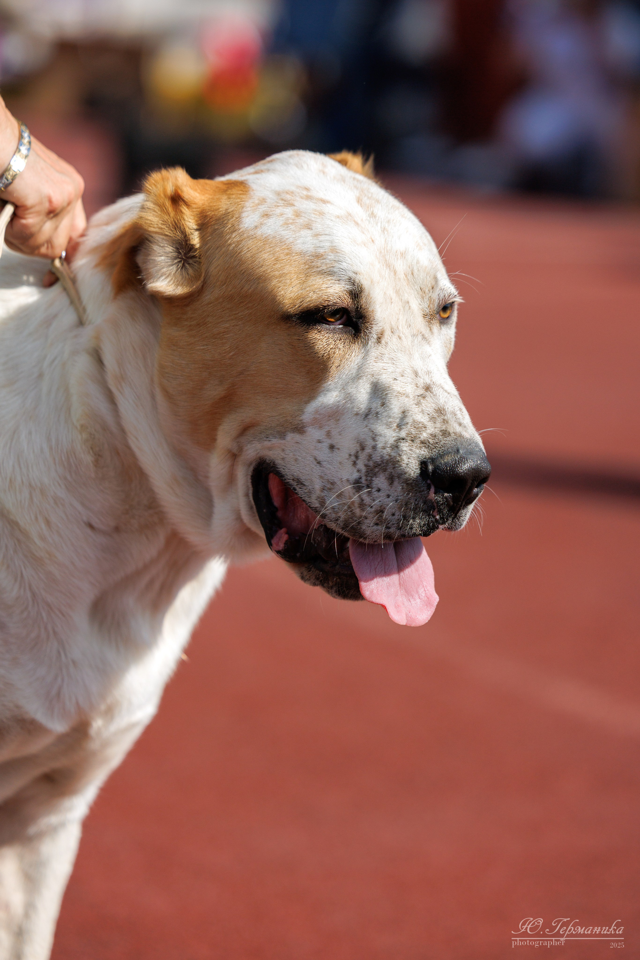Коломна 30.08.2025. Фотограф-анималист Юлия Германика