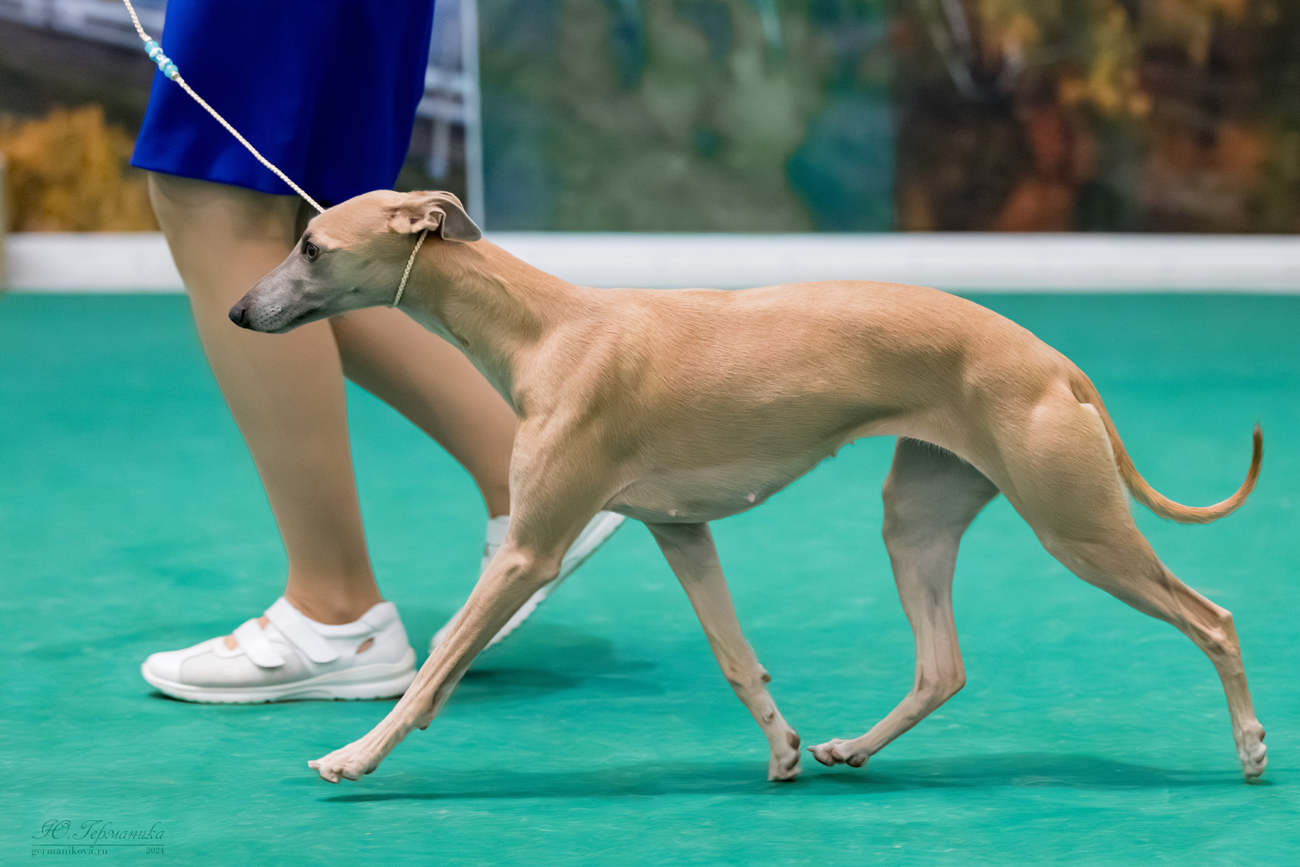 Крокус 21.12.2024,Сфера 29.12.2024. Фотограф-анималист Юлия Германика